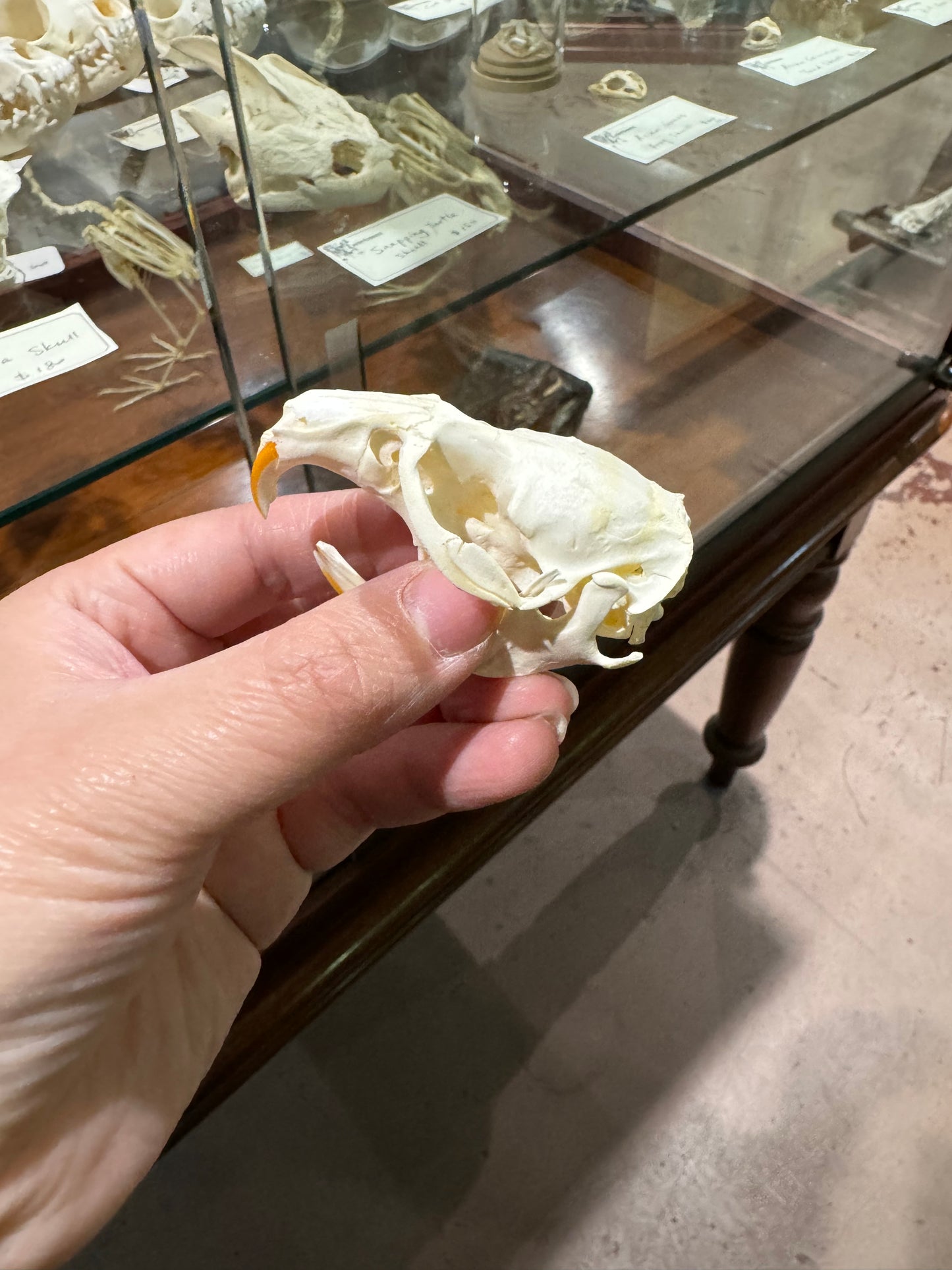 Muskrat skull