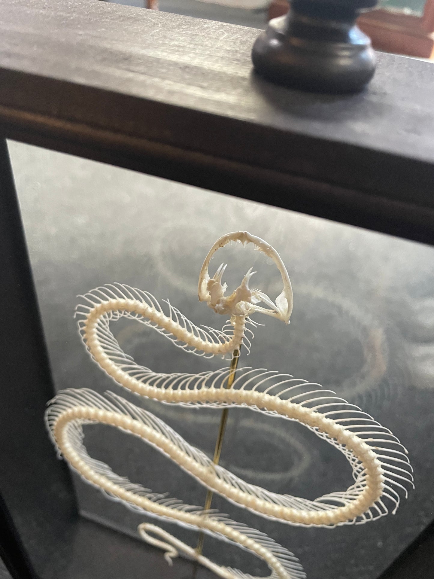 Snake Skeleton Parisian Frame