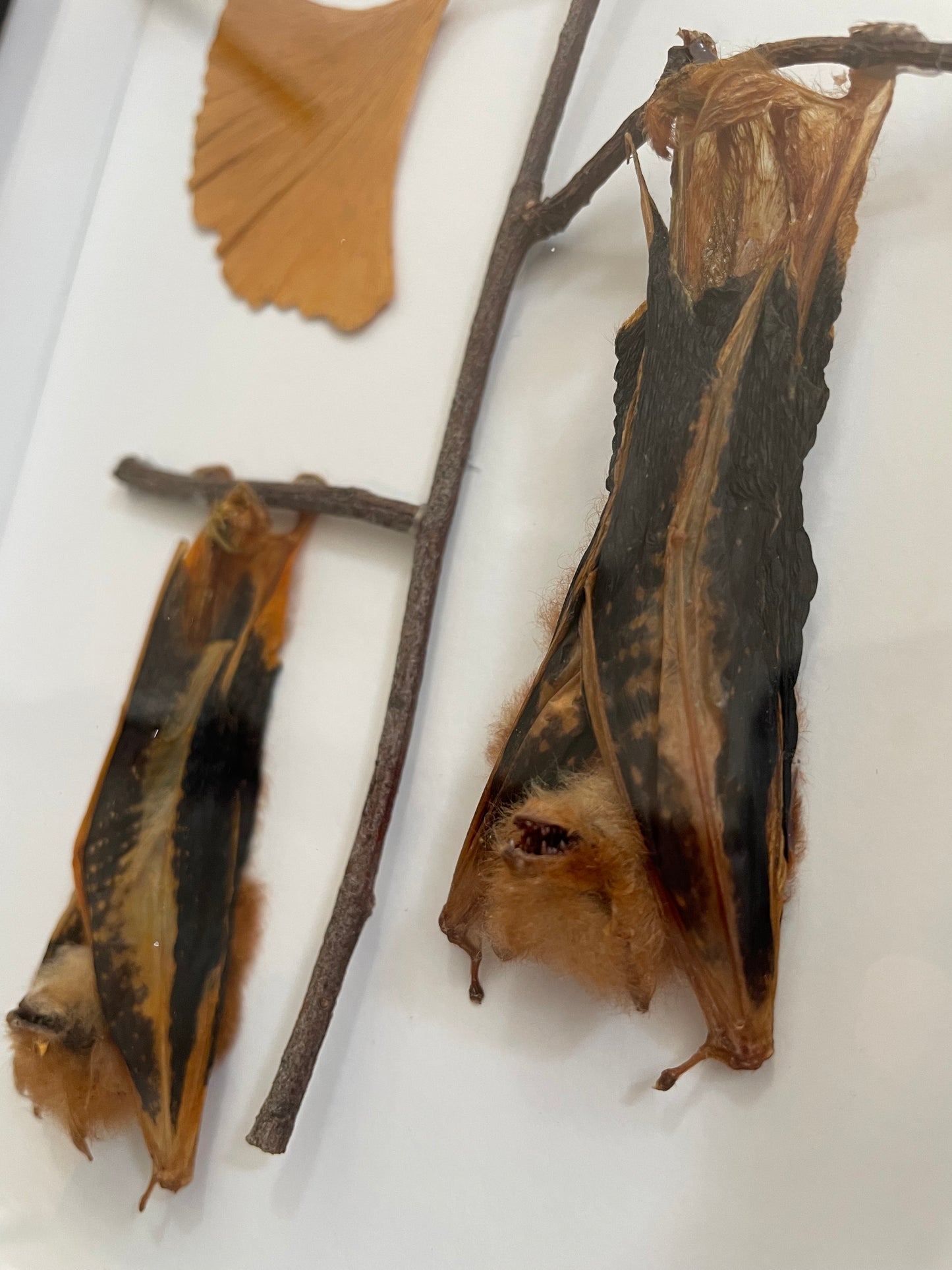 Double hanging bats/ phoenix bats