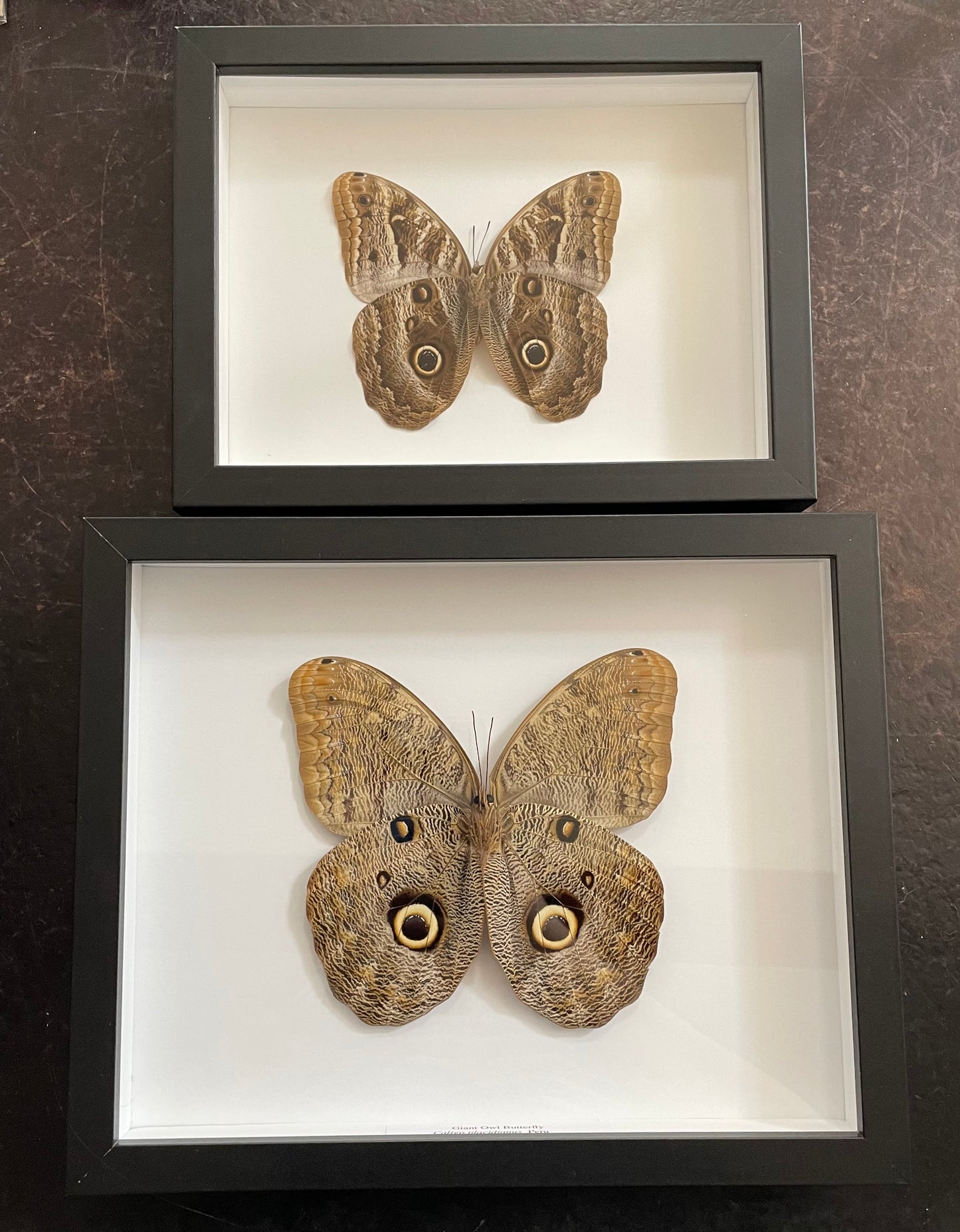 Very large Giant Owl Beutterfly