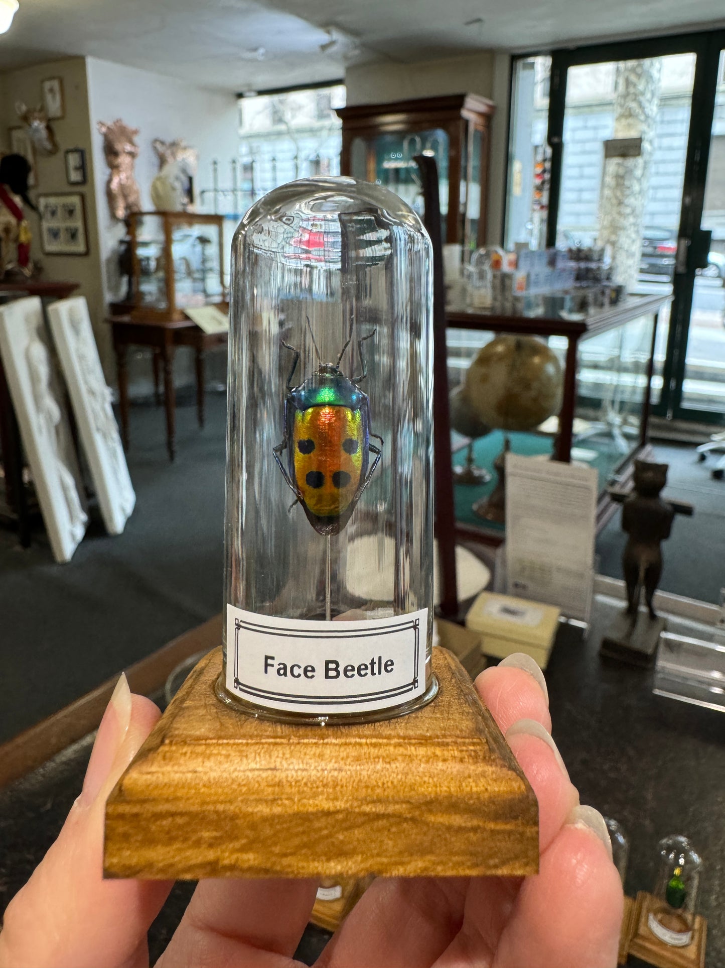 Beetles in little glass dome
