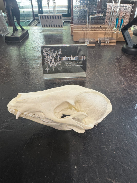 Raccoon Dog Skull