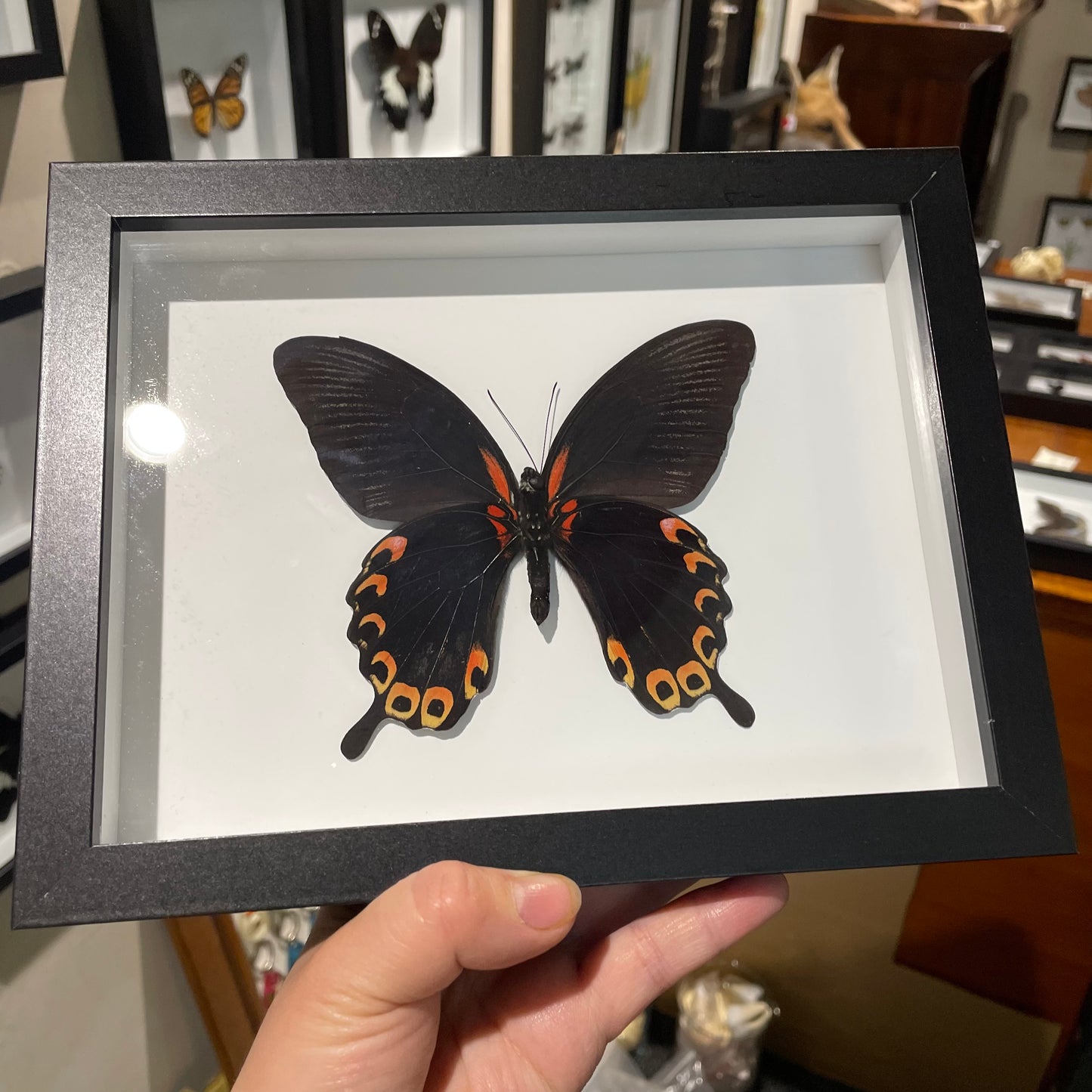 Scarlet Swallowtail