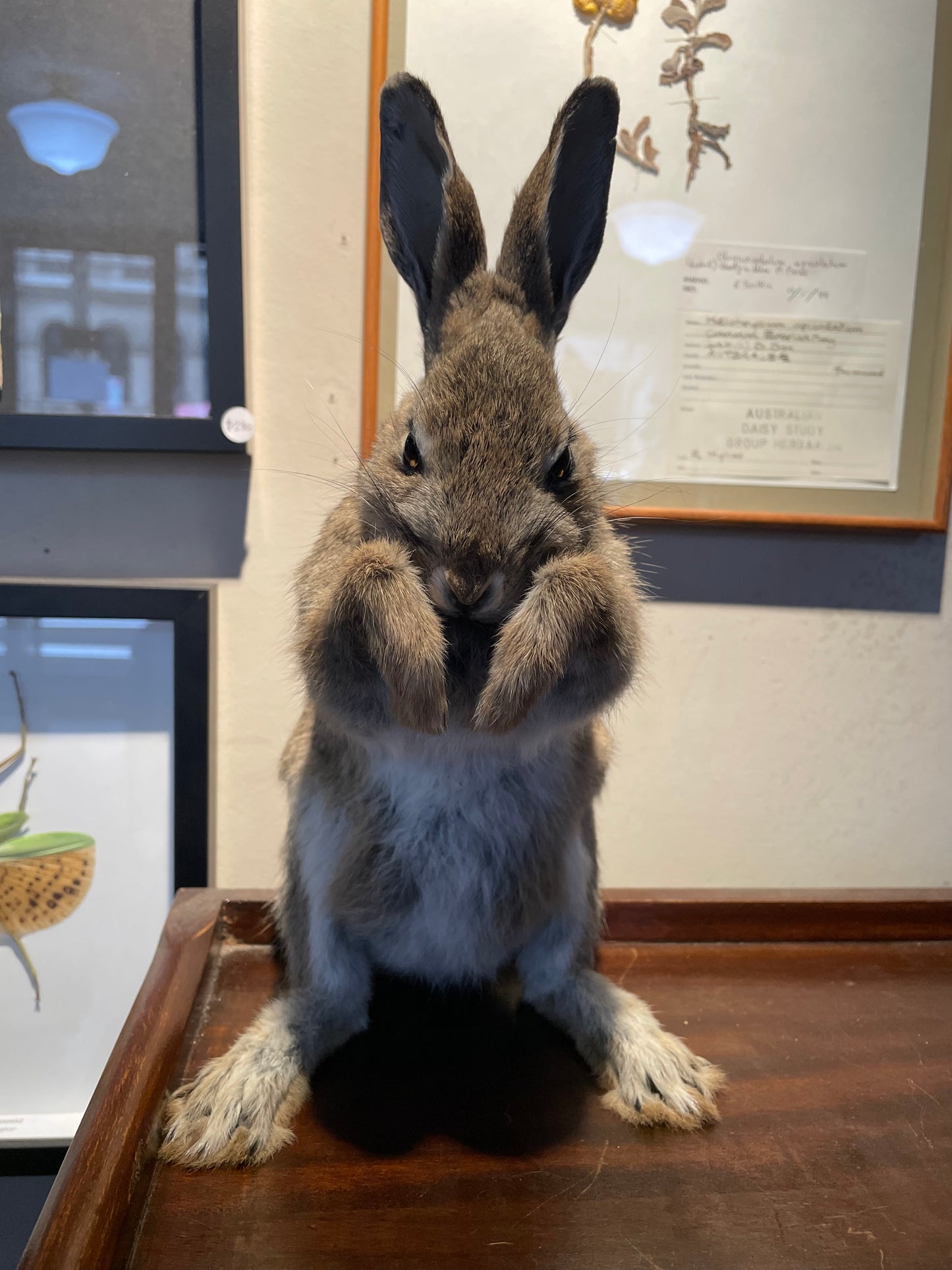 Bunny Rabbit