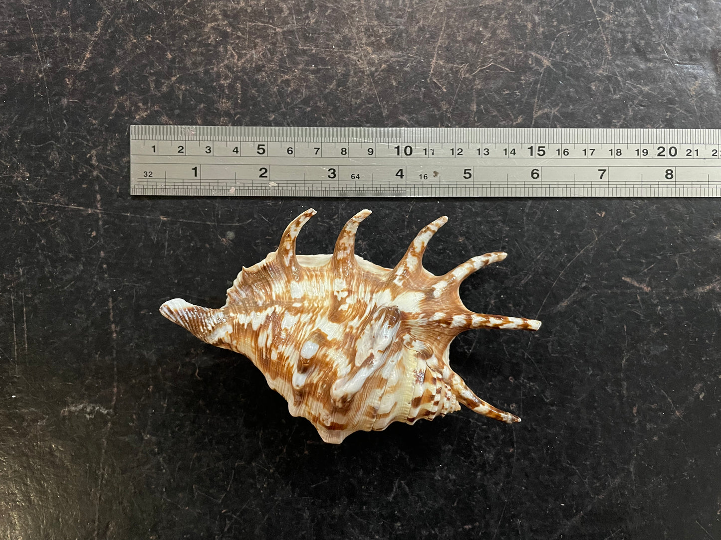 Scorpius spider conch