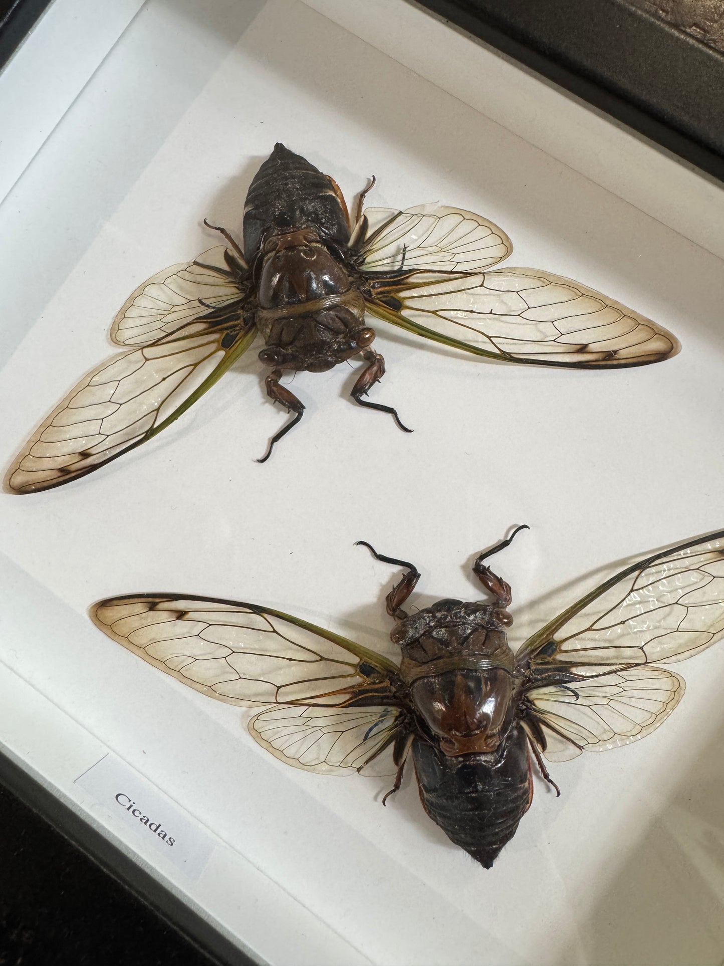 2 cicadas