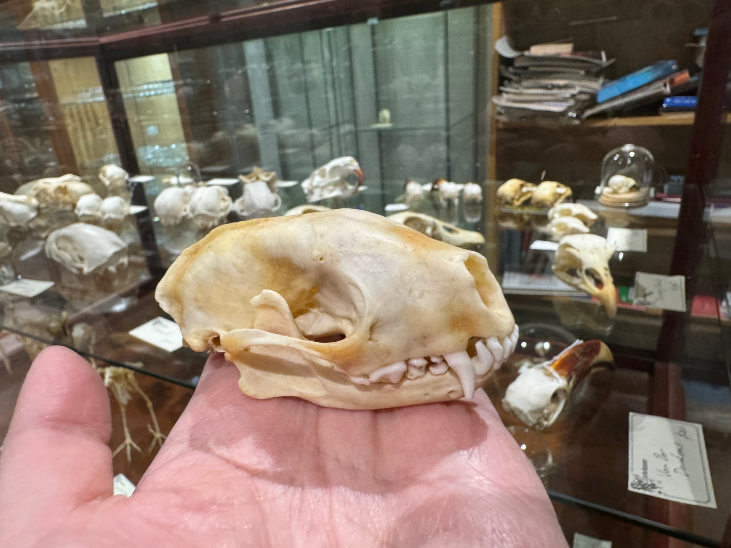 Skunk skull