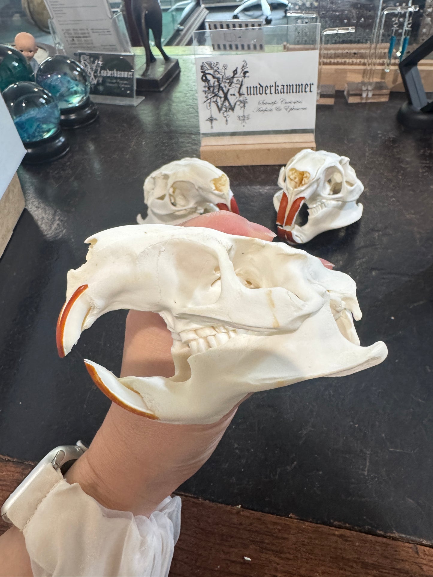 Nutria Skull