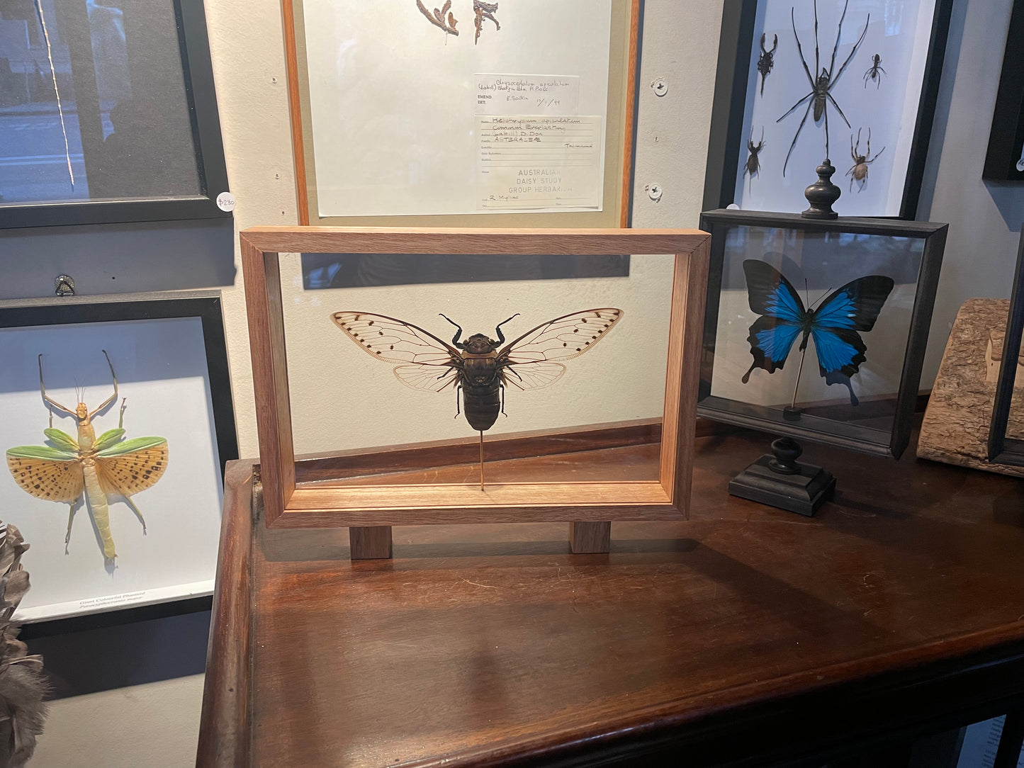 Giant Cicada in double glass display case