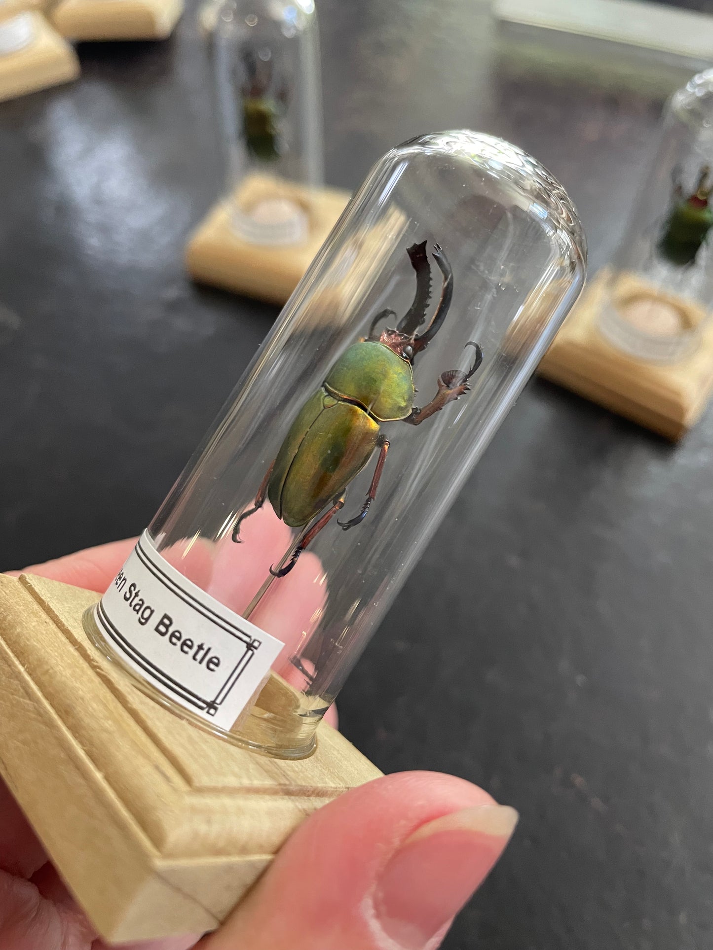 Green stag beetle