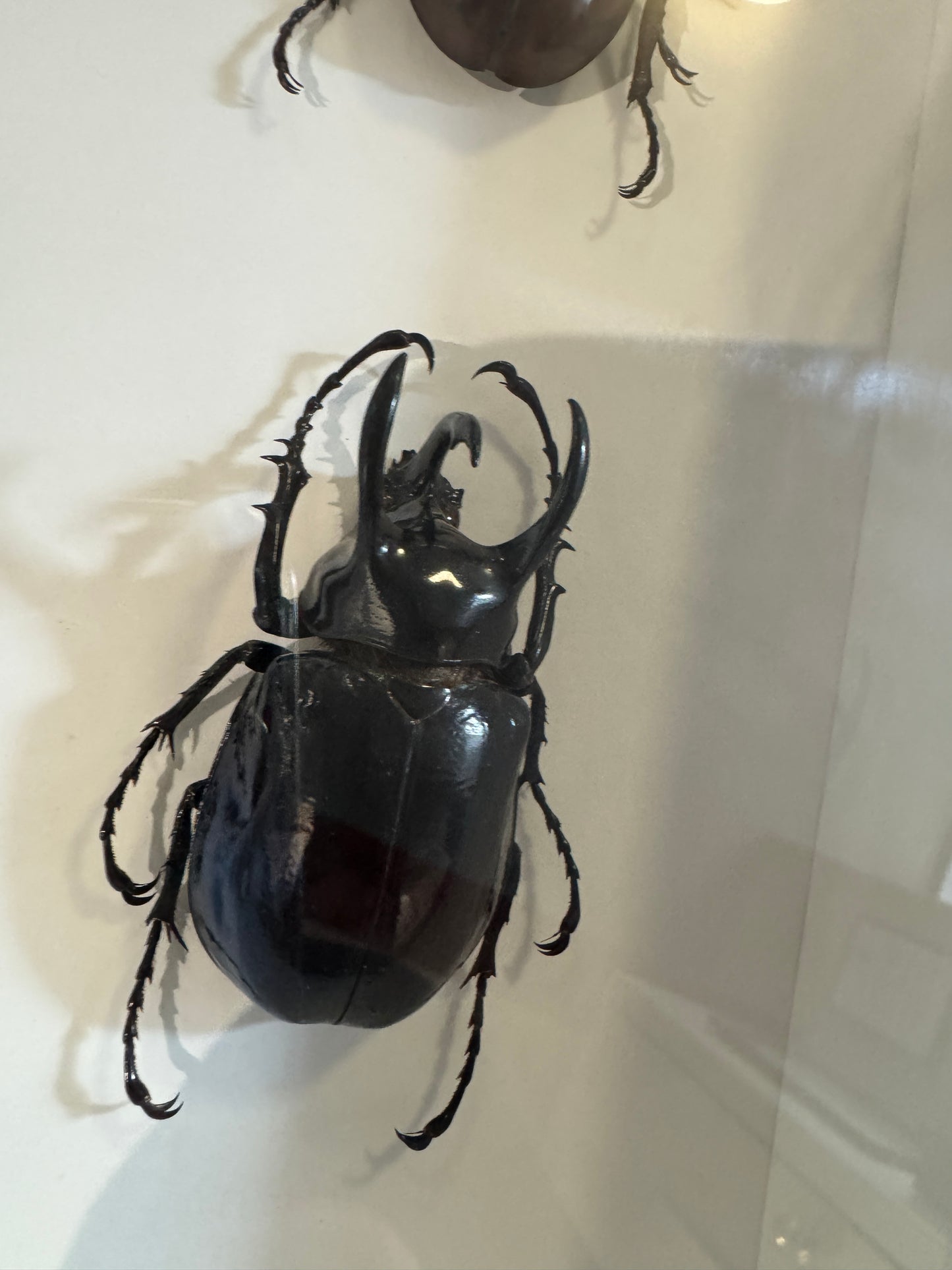 4 Beetles
