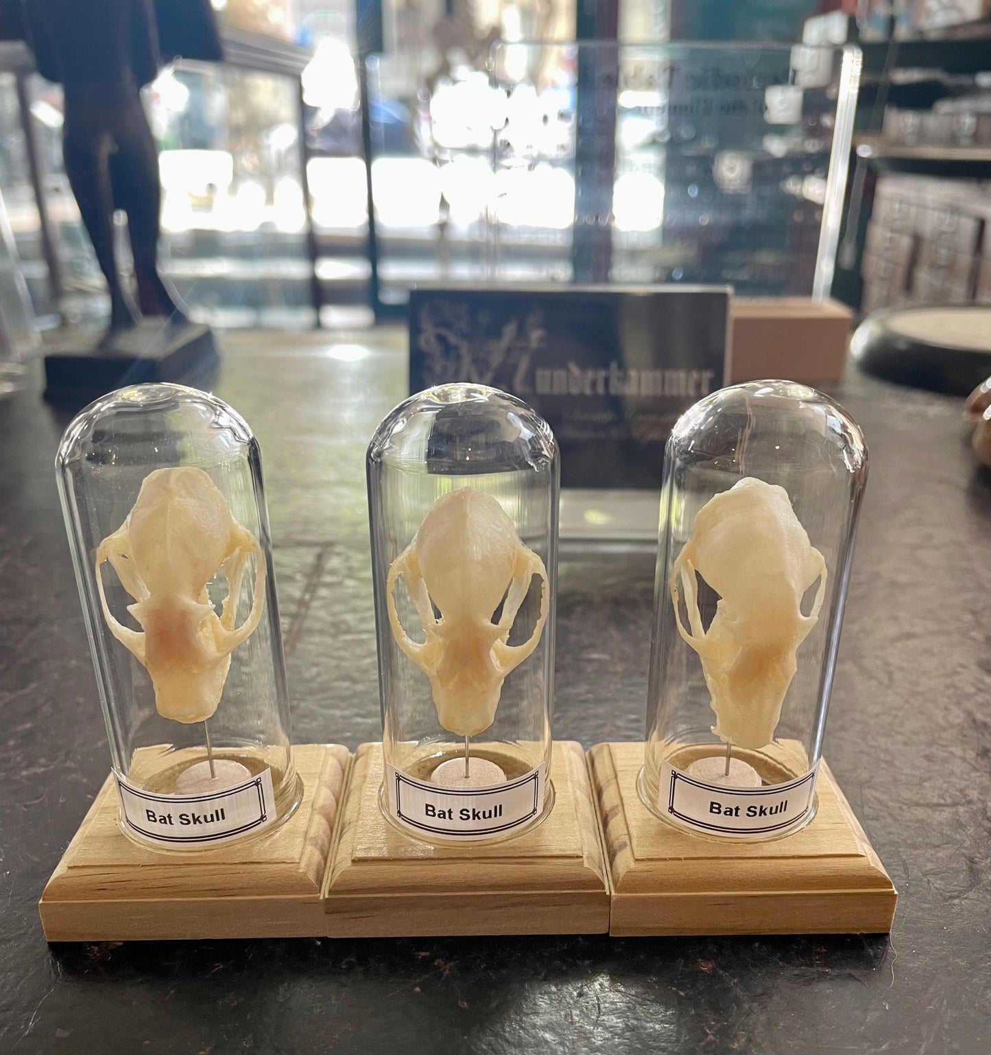 Bat skull in little display dome