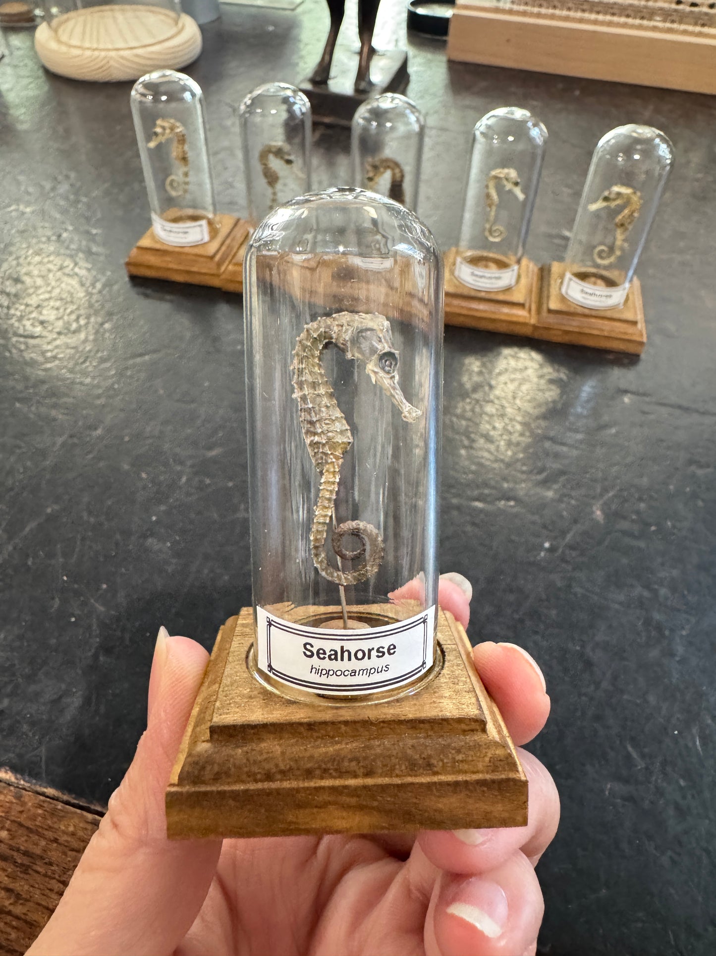 Seahorse