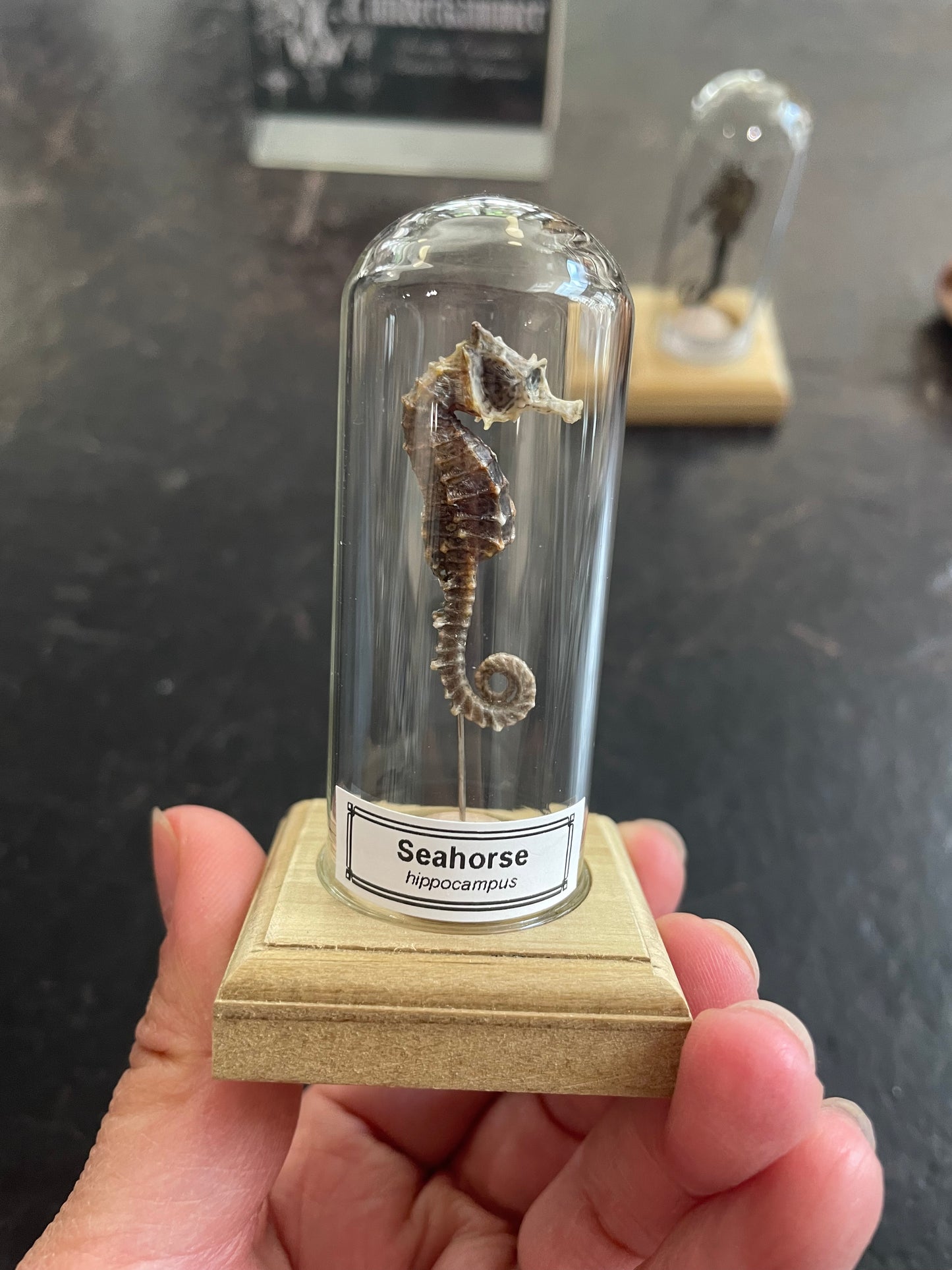 Seahorse