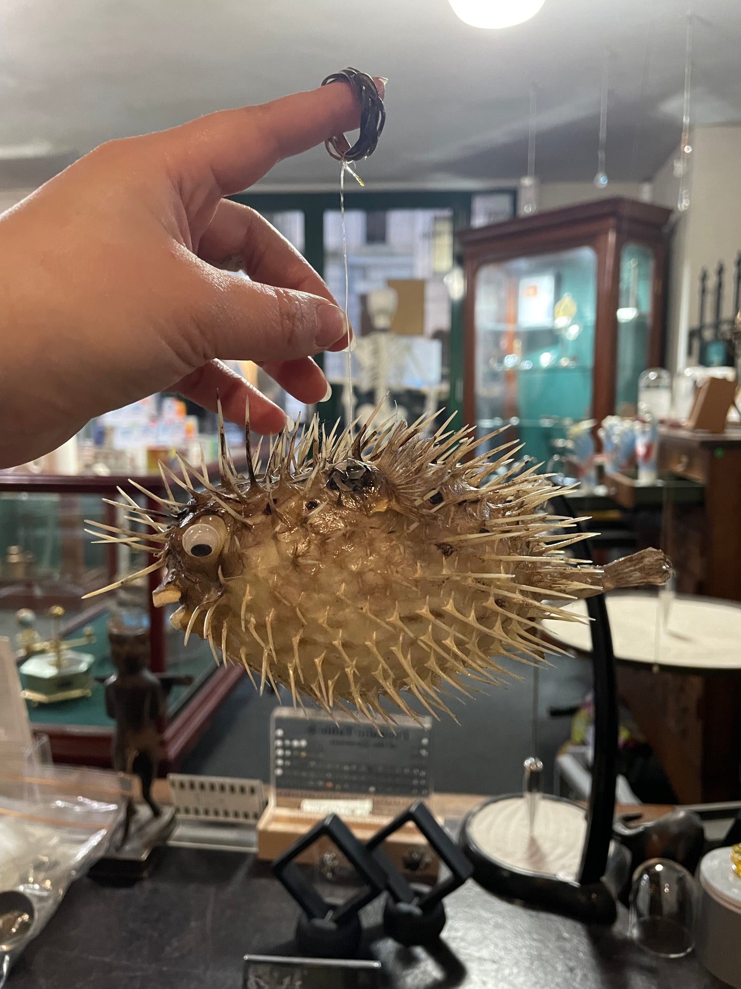 Taxidermy Porcupine Fish