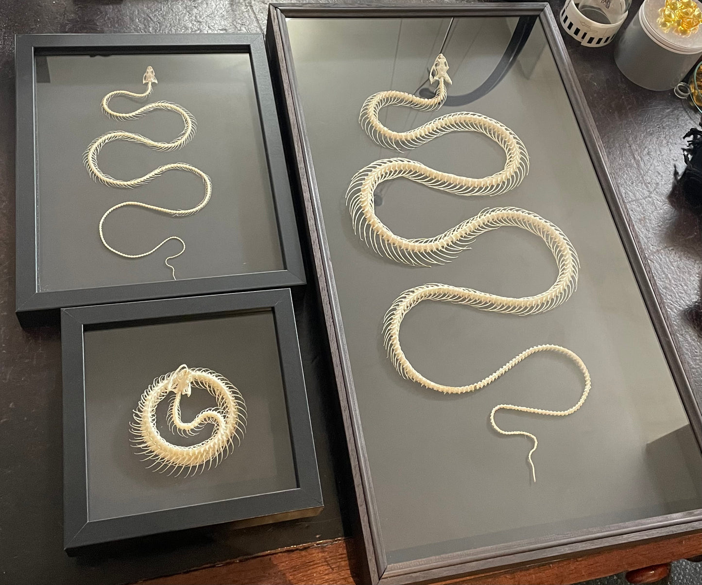 Snake Skeletons