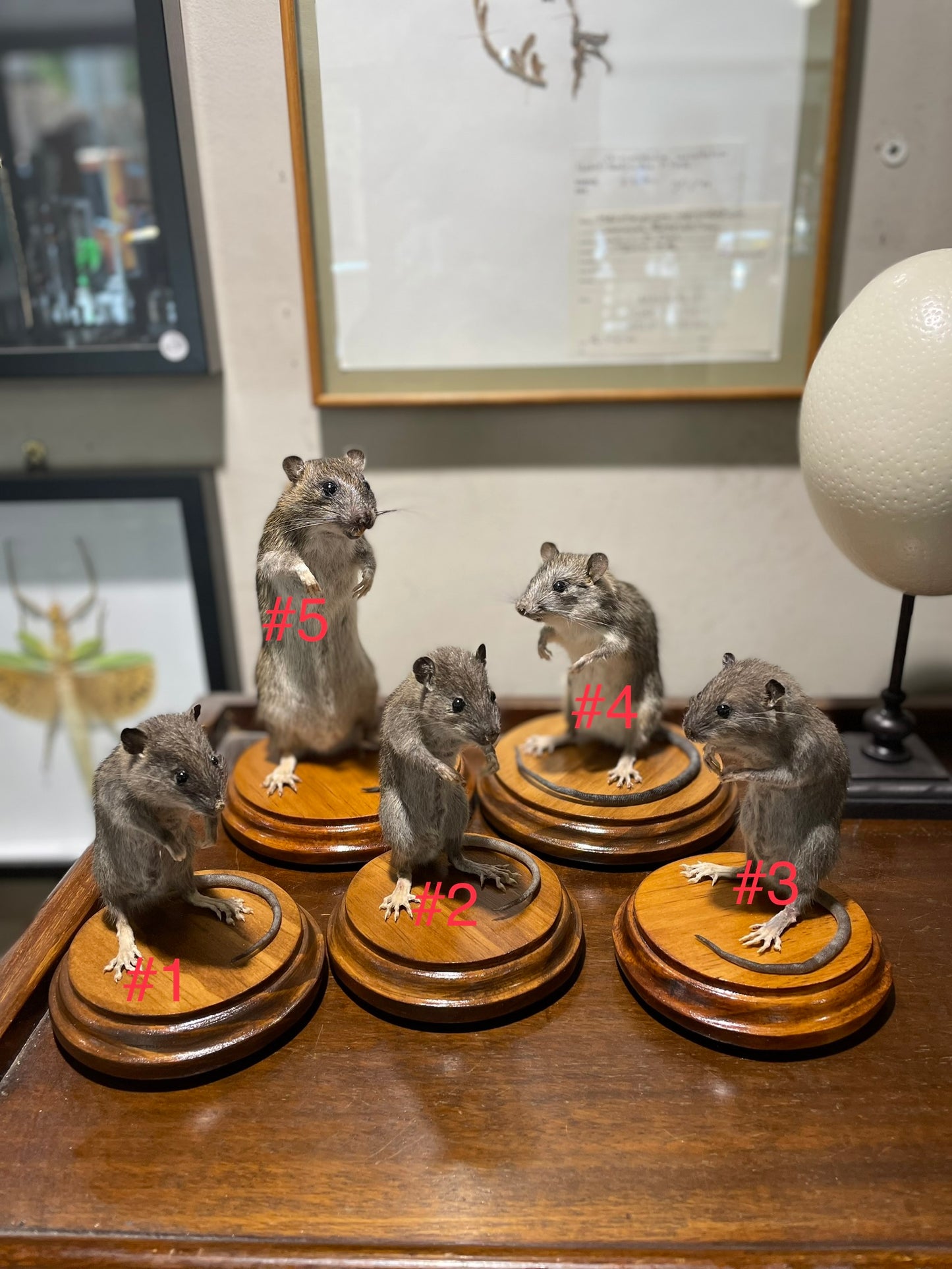 Taxidermy rats
