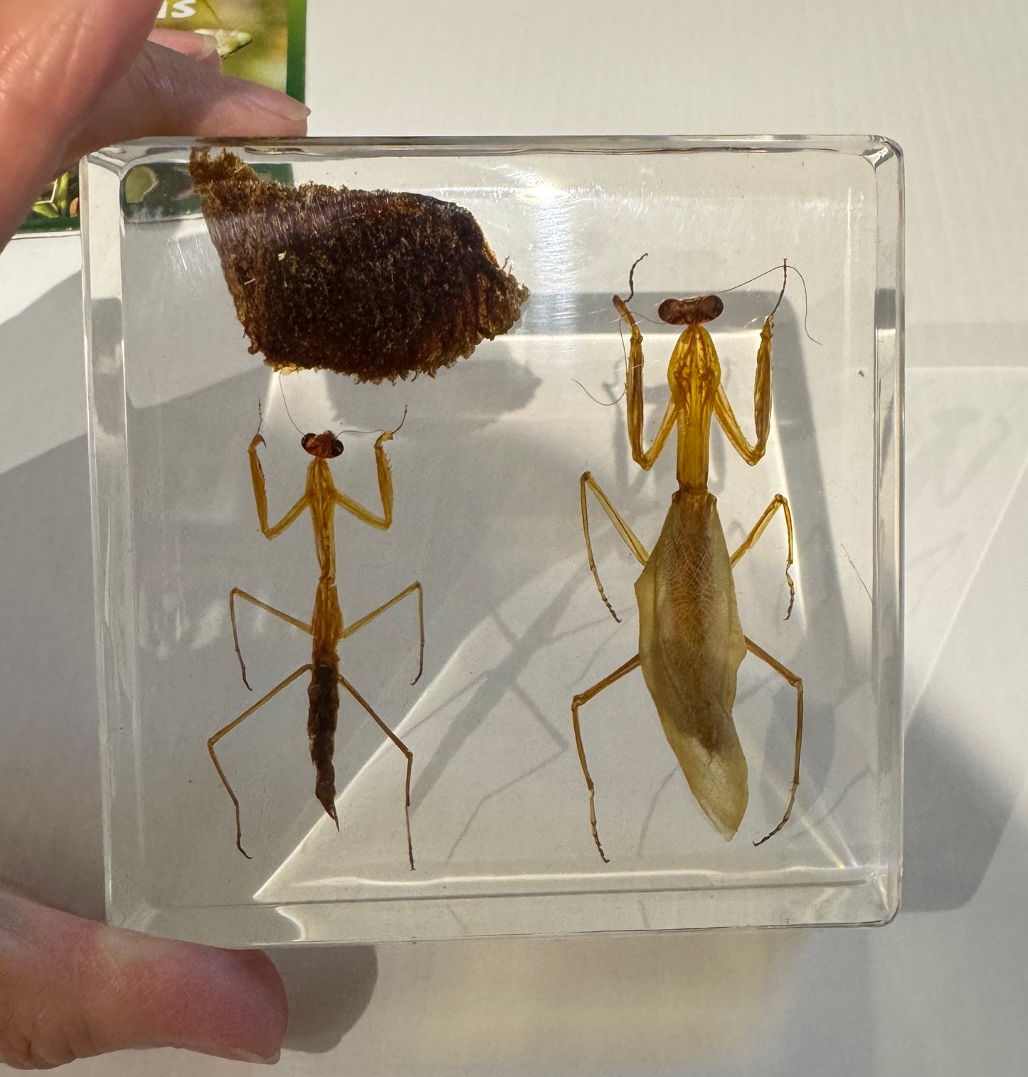 Life cycle of Mantis