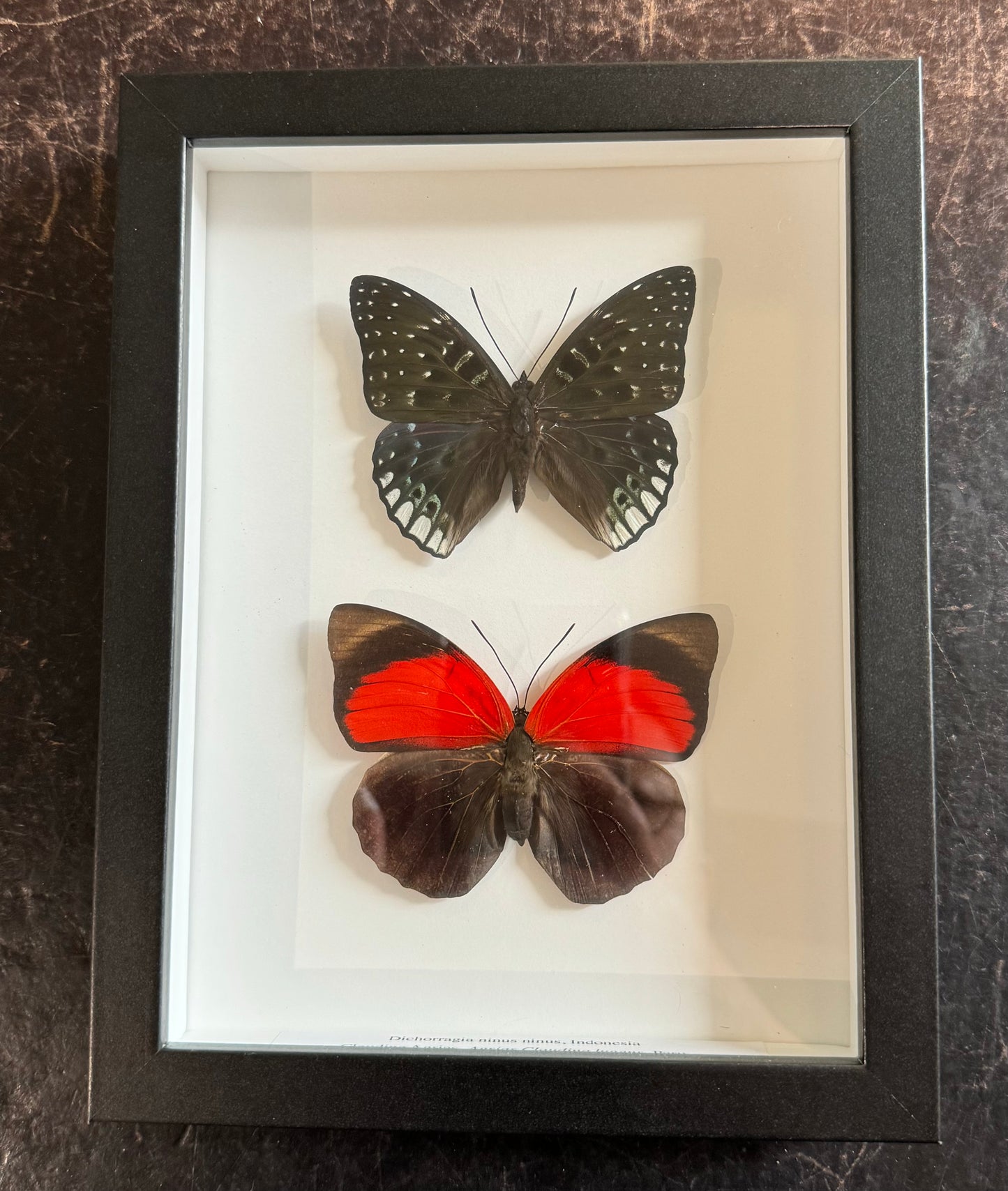 Double butterflies small