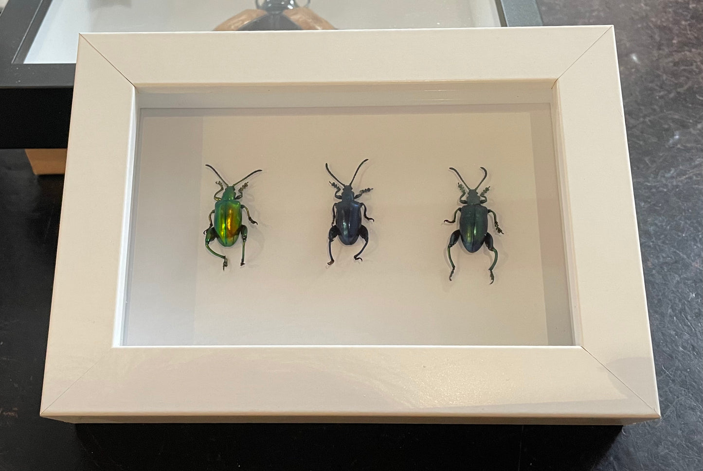 Kangaroo Beetle/Jewel Frog Beetle