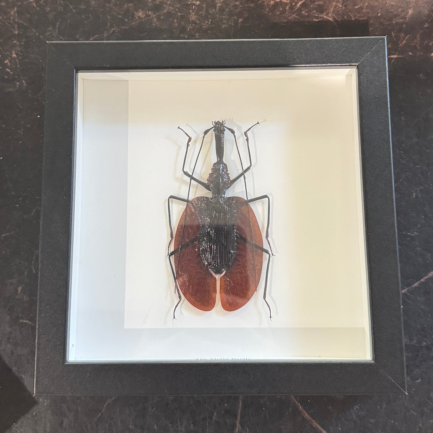 Violin Beetle