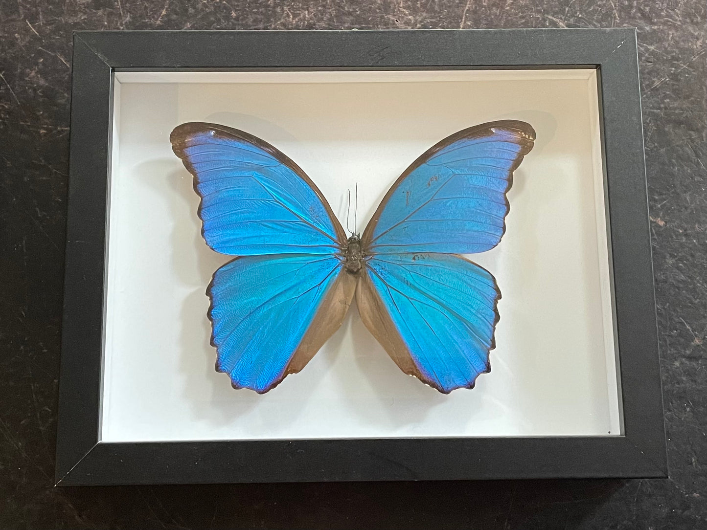 Giant Blue Morpho Butterfly