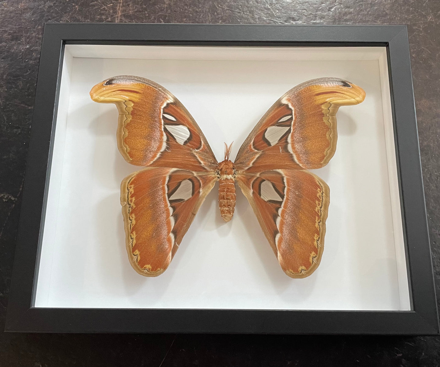 Atlas Moth