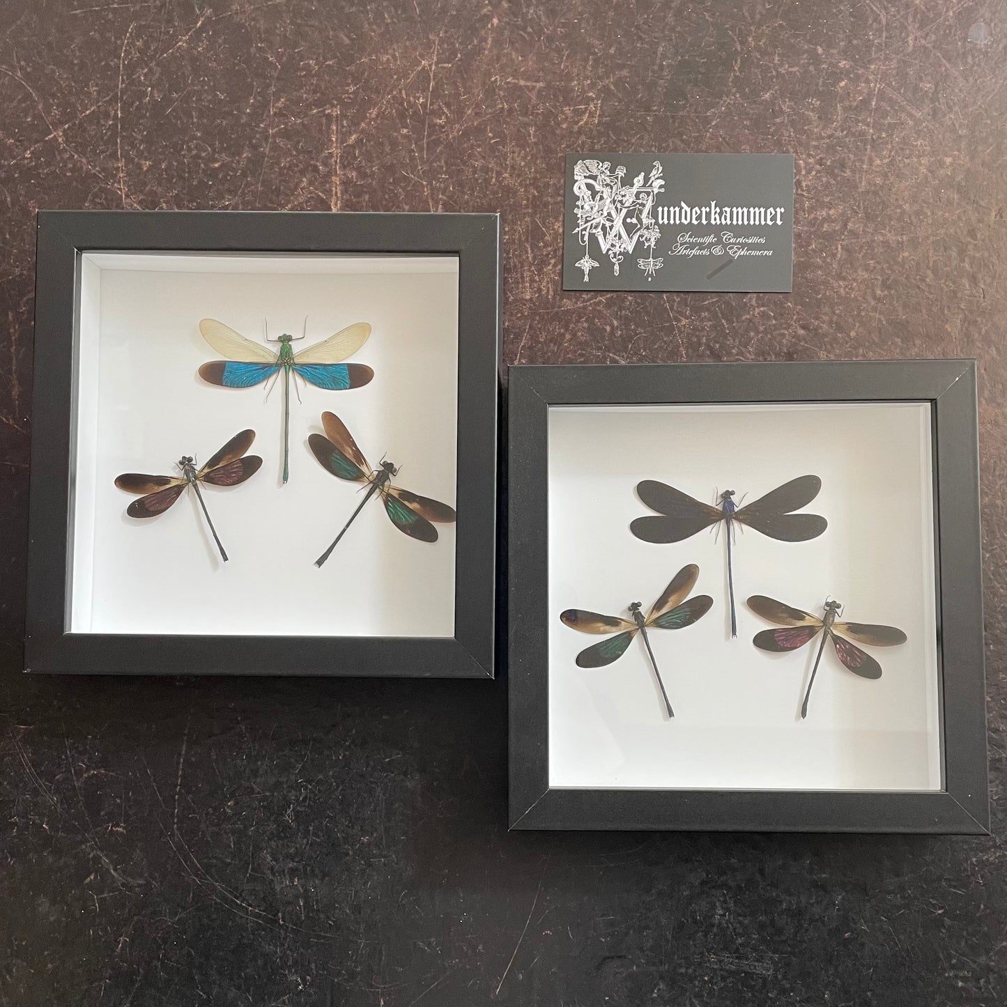 Dragonfly/Damselflies