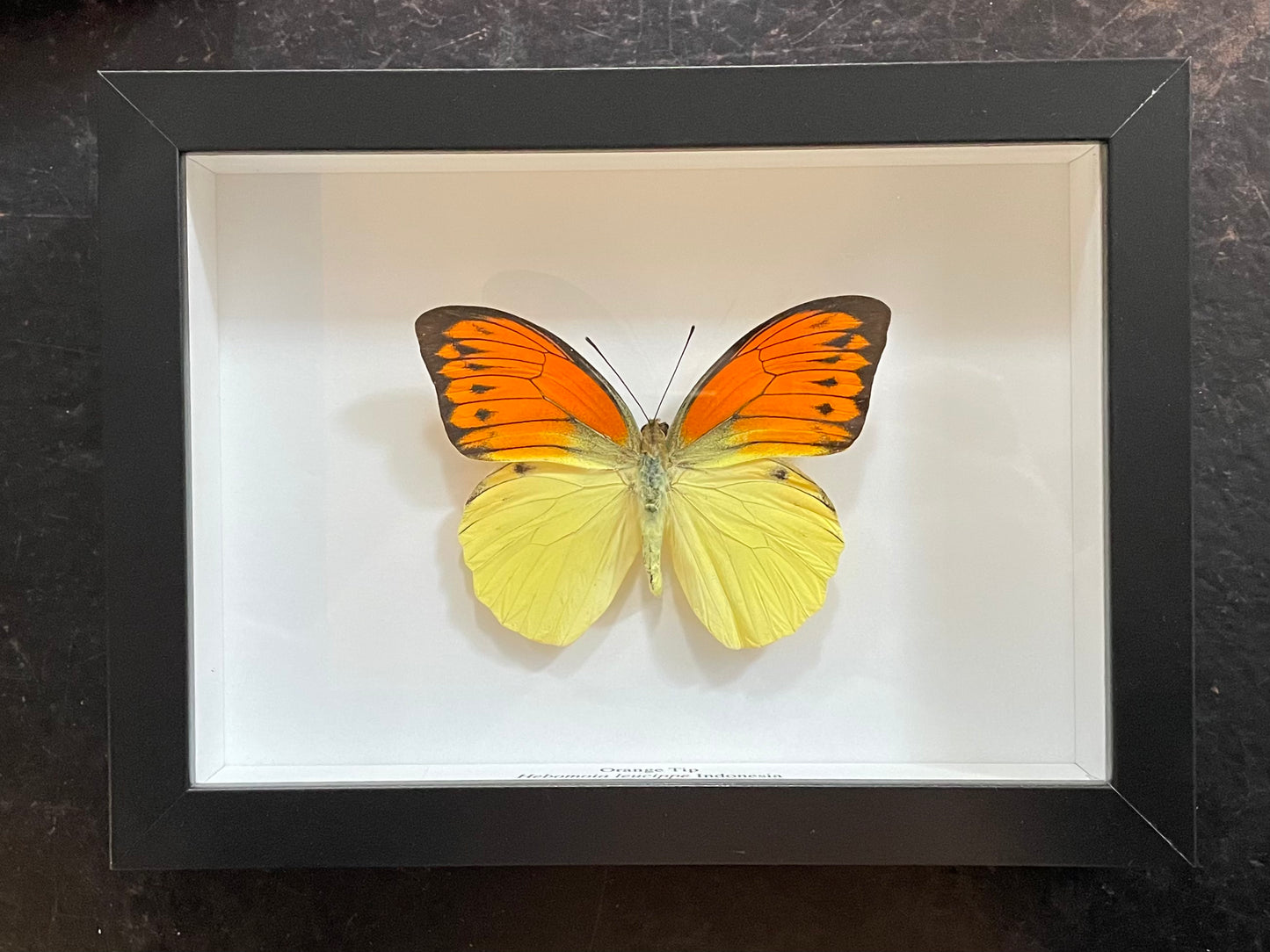 Orange Tip Butterfly