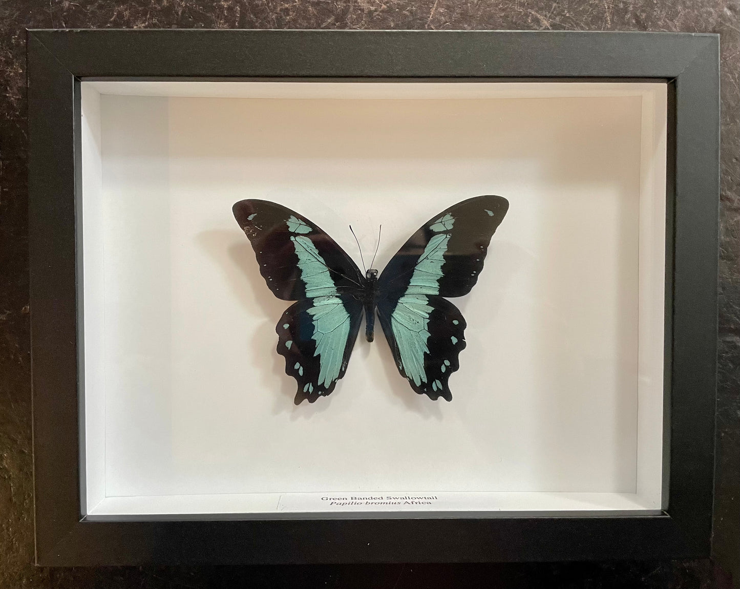 Green Banded Swallowtail