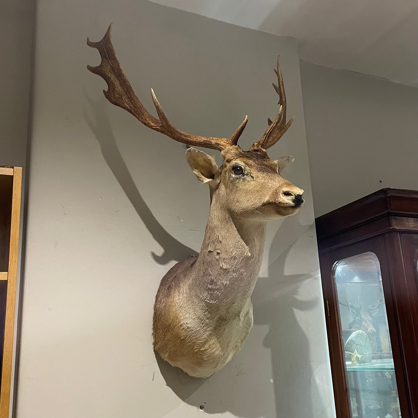 Taxidermy Deer Heads