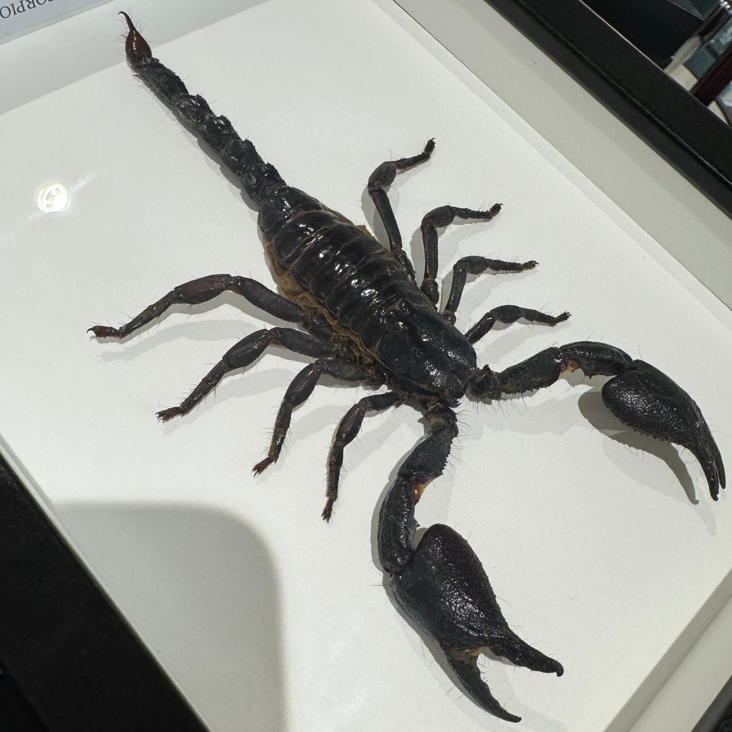 Giant Black Scorpion