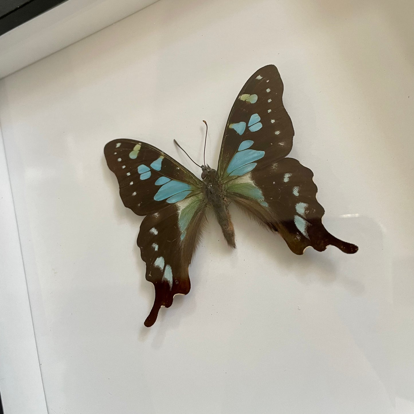 Swallowtail butterfly