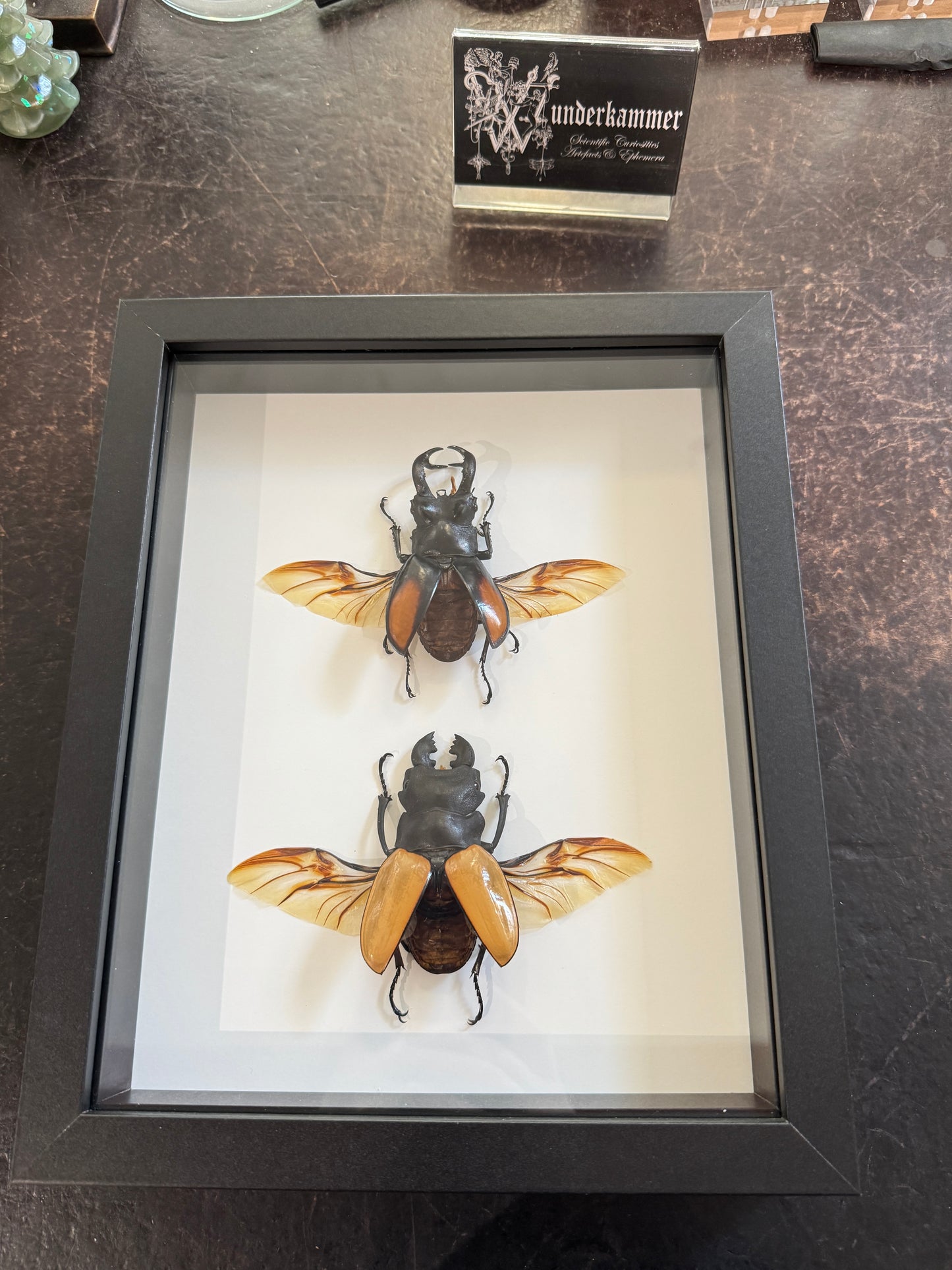 Giant Stag Beetles