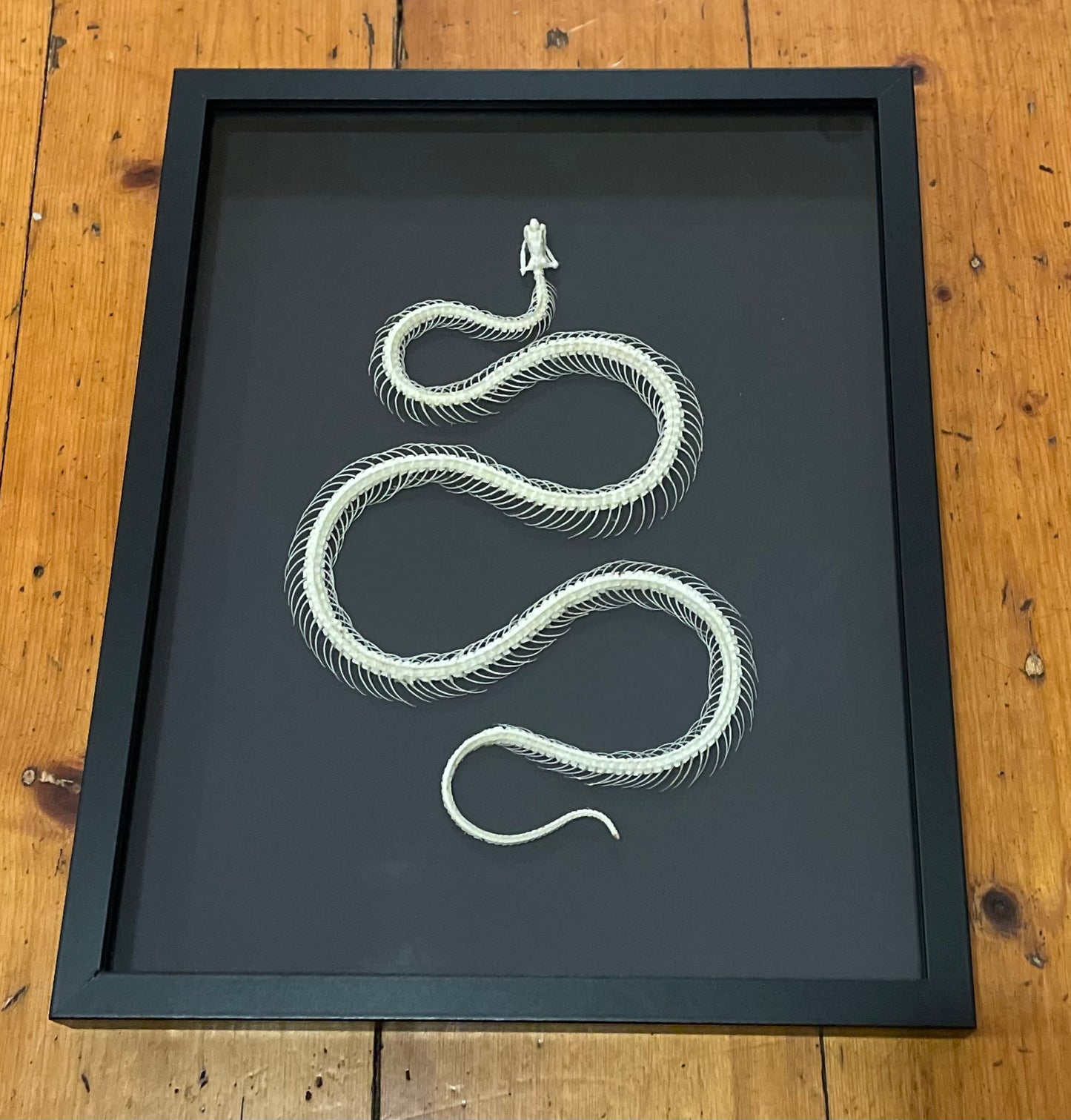 Snake Skeletons