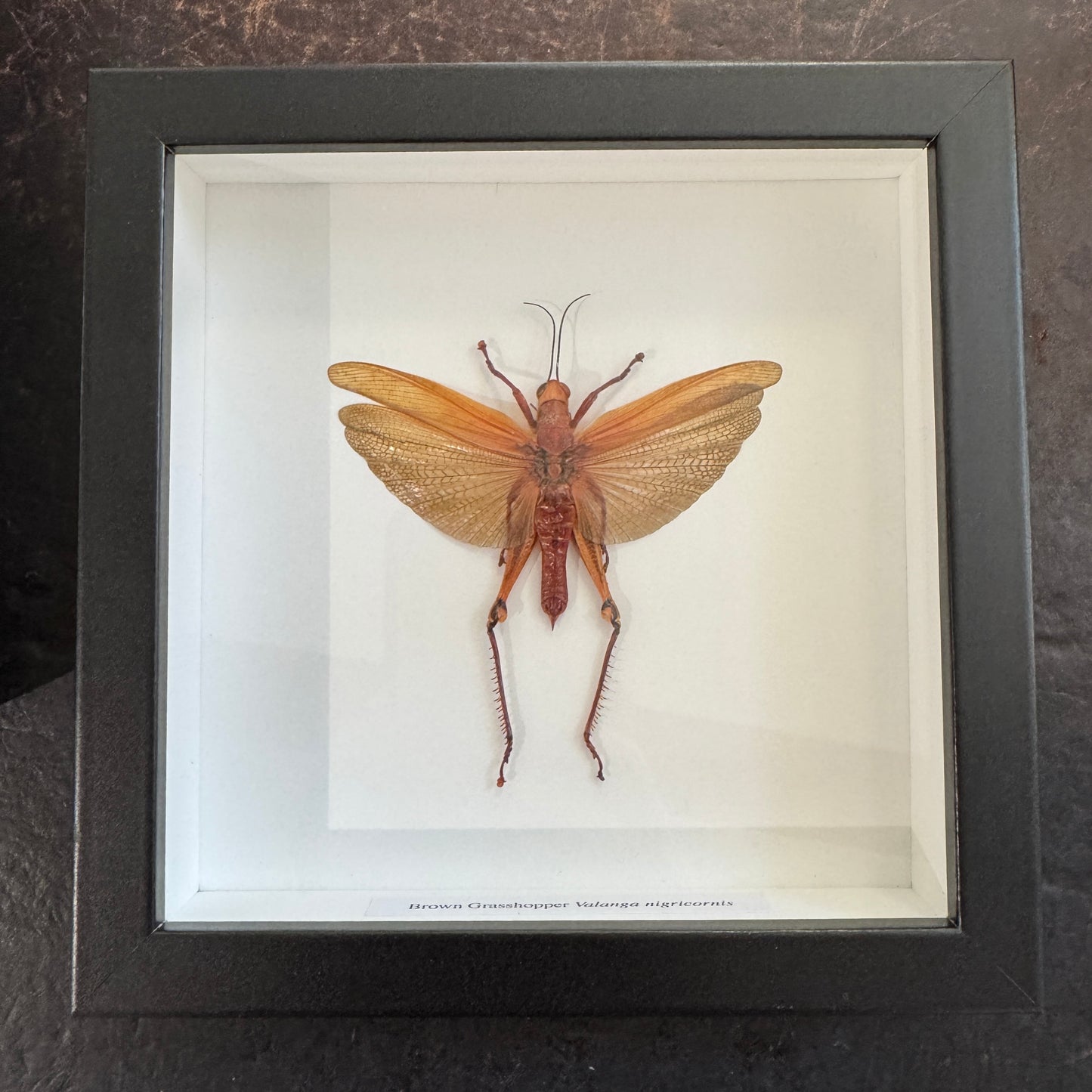 Brown Grasshopper