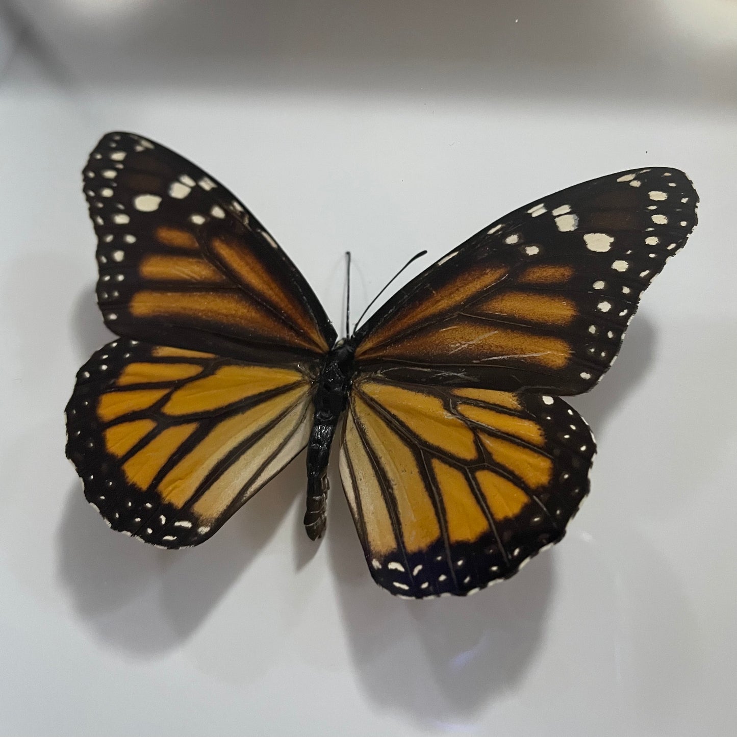 Monarch butterfly