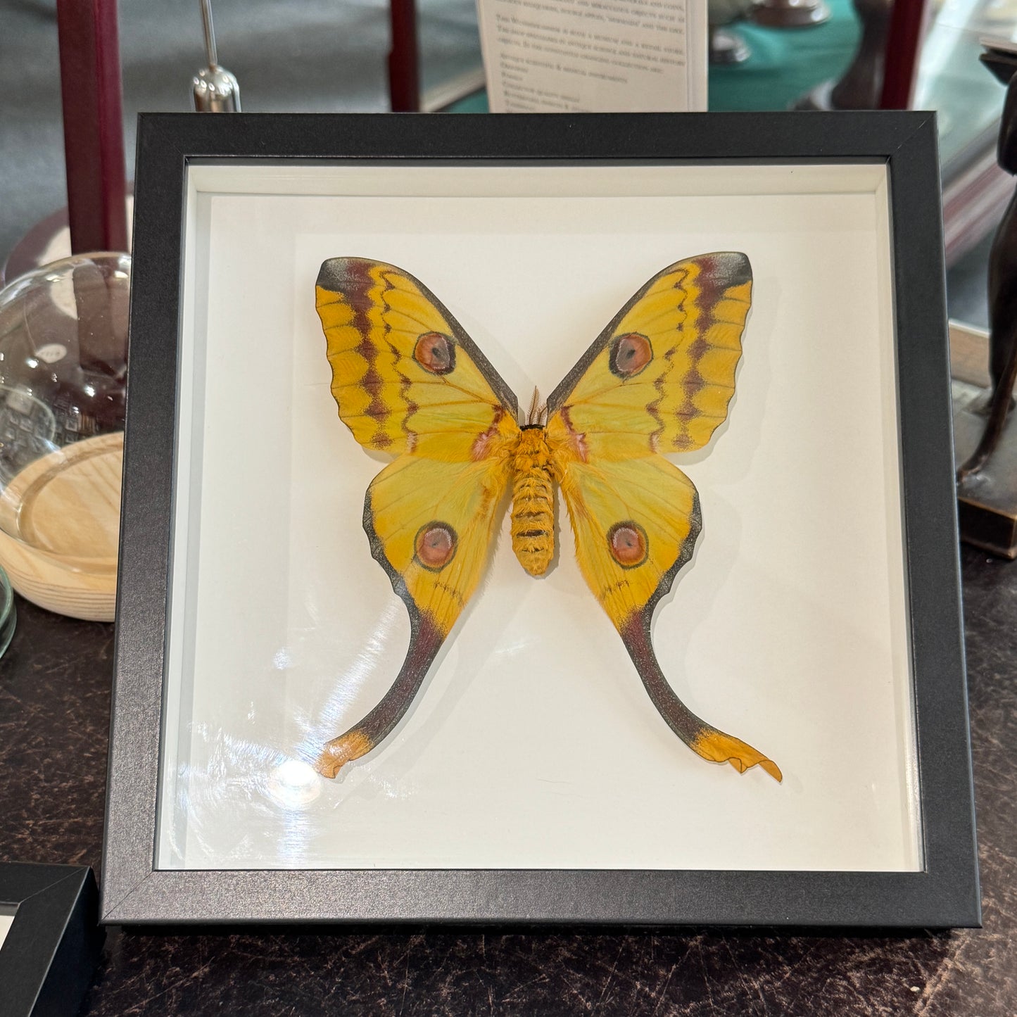 Comet Moth