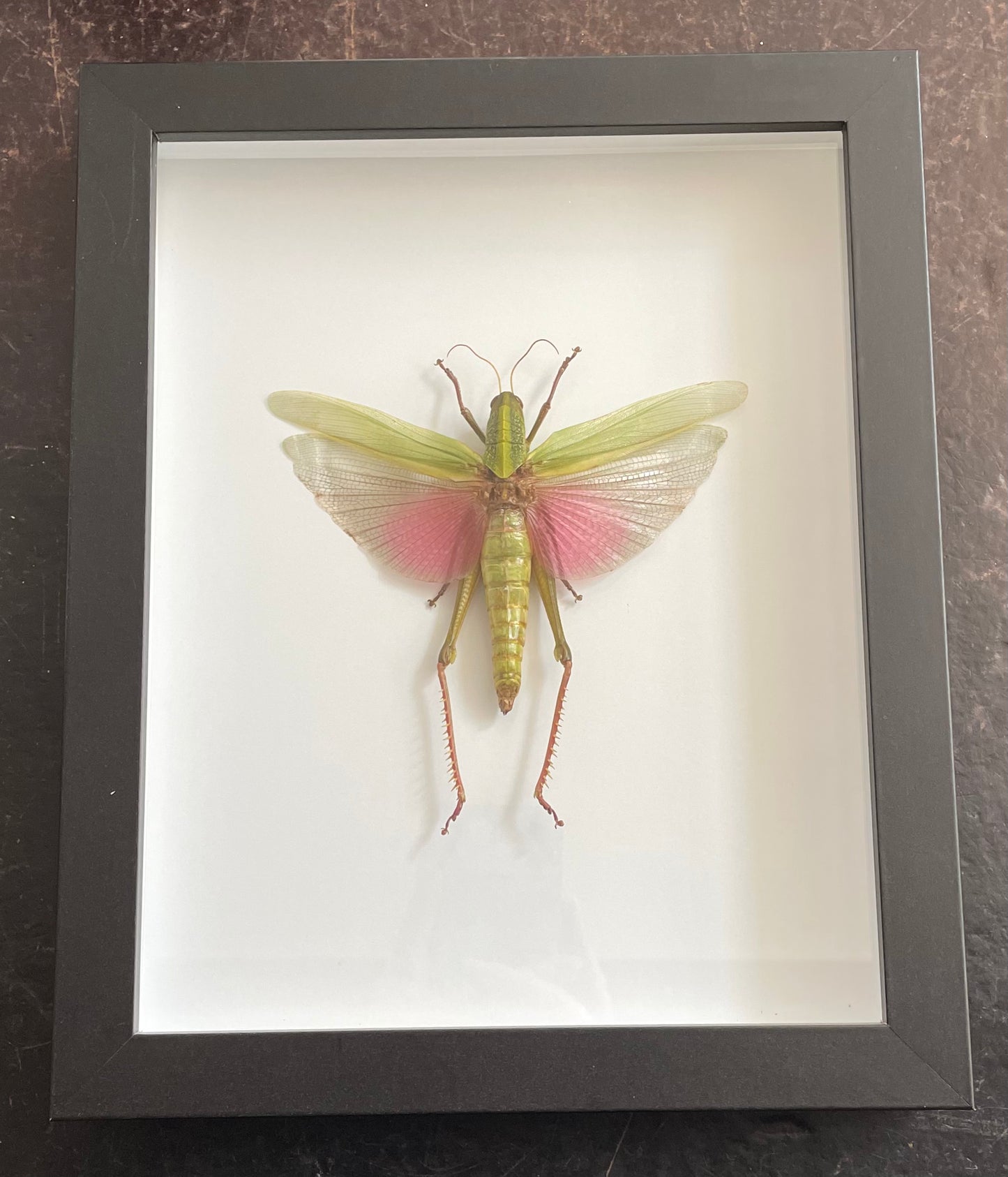 Citrus Locust