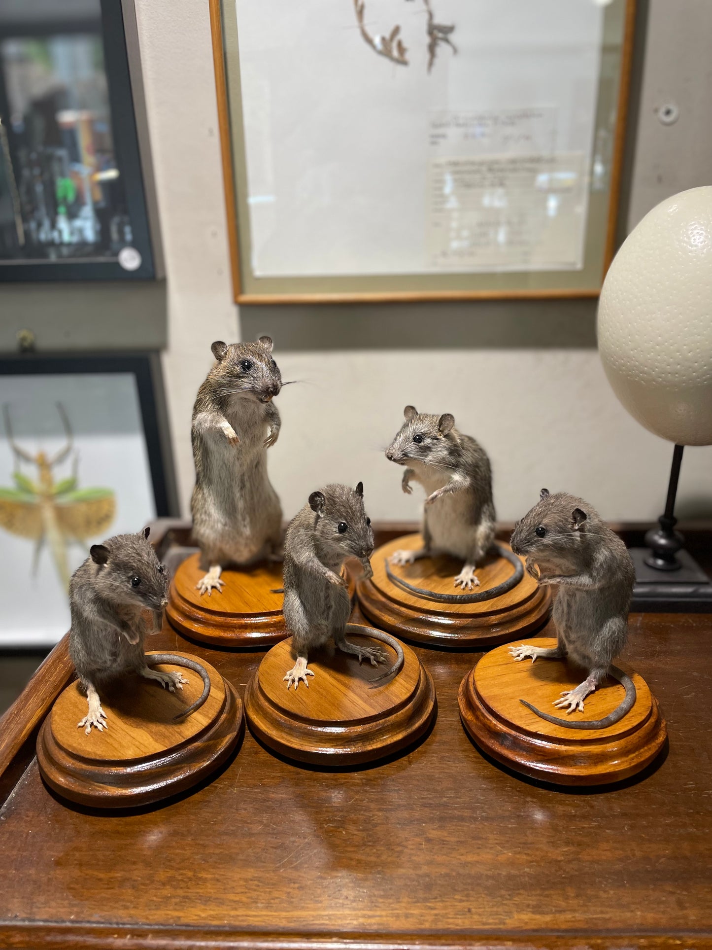 Taxidermy rats