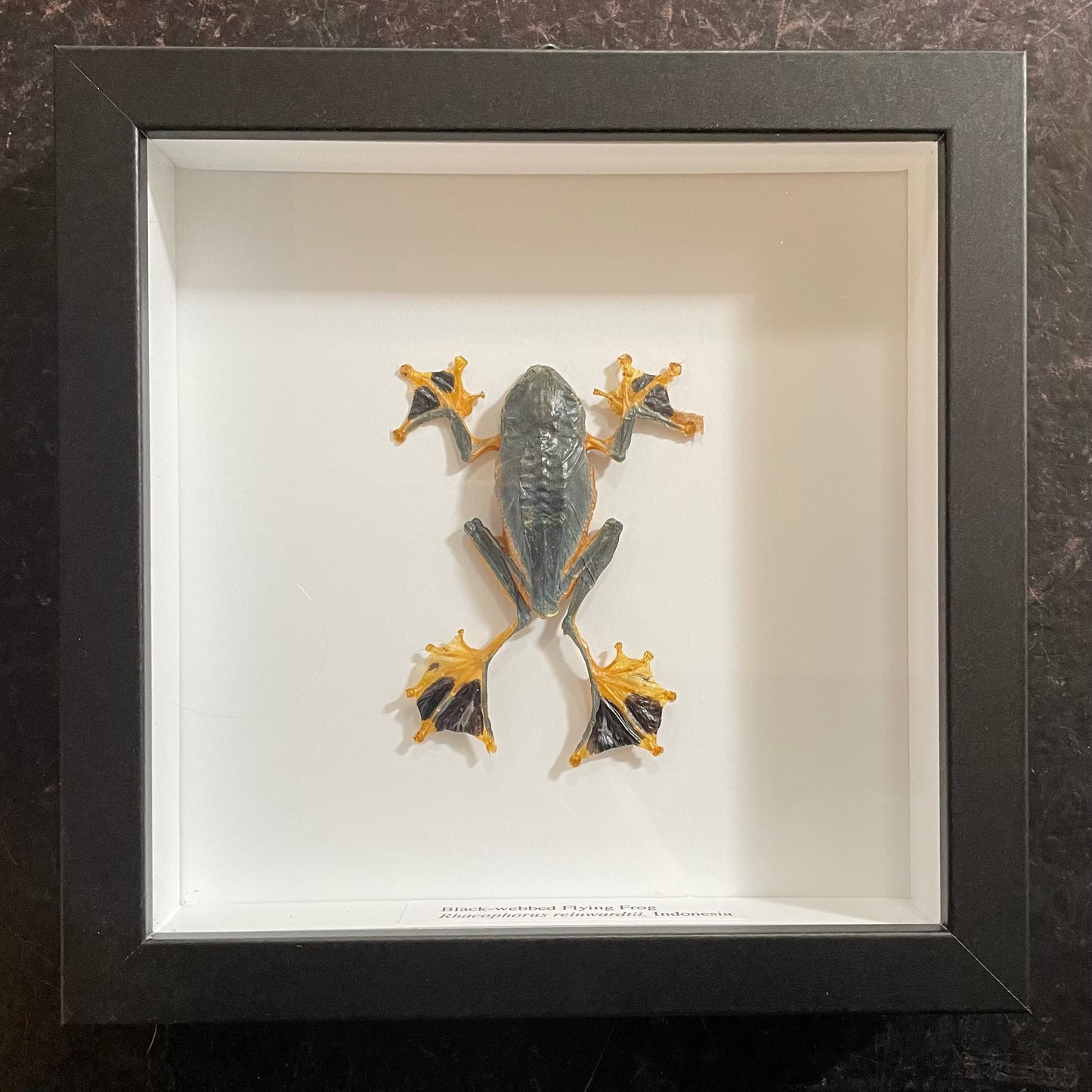 Flying Frog