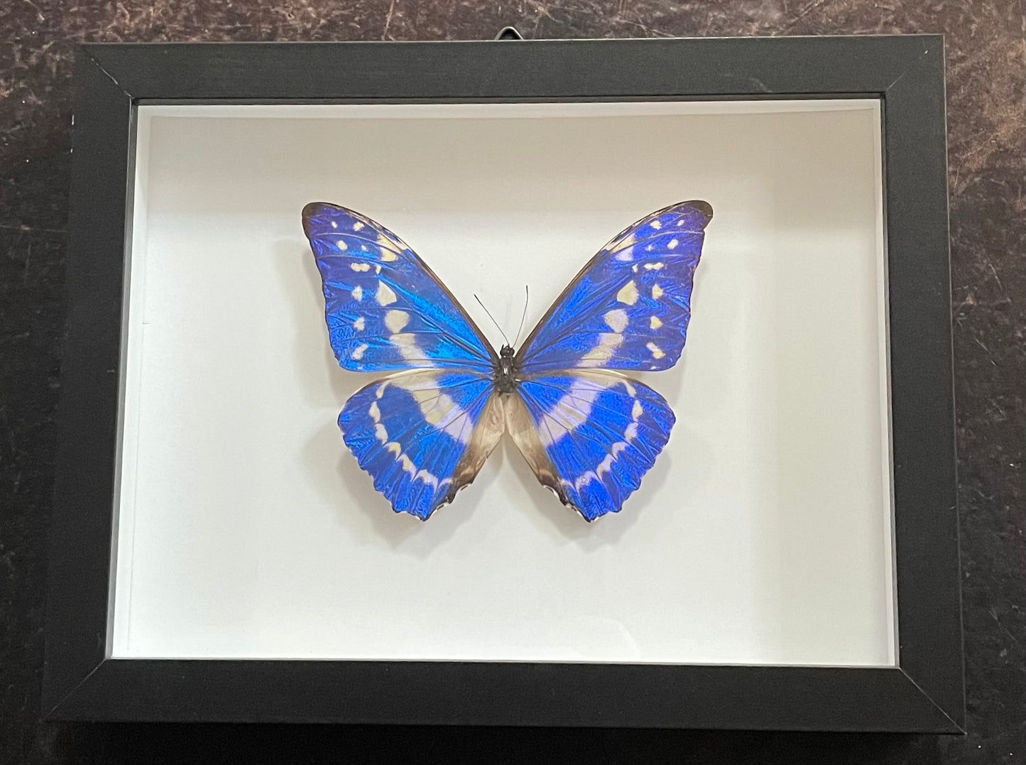 Blue Morpho cypris Columbia