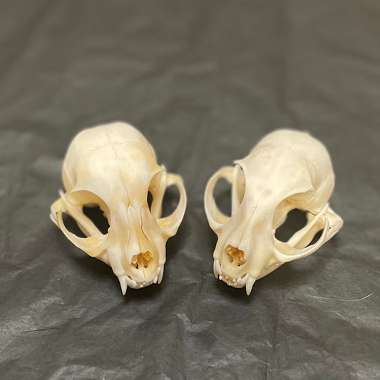 Cat skull