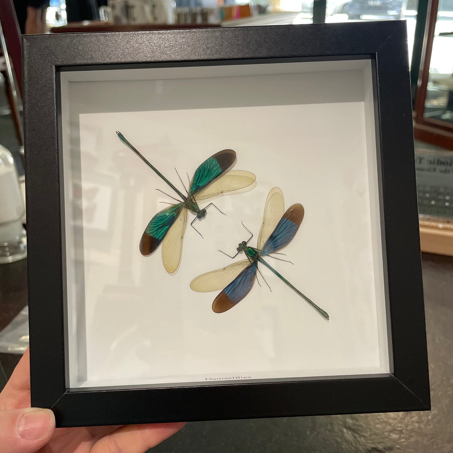Dragonfly/Damselflies