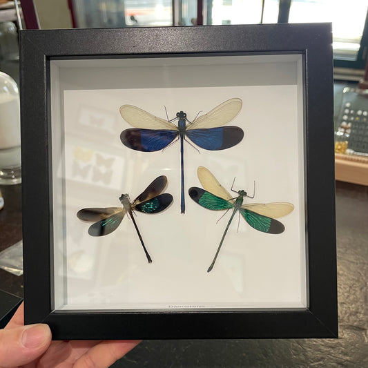Dragonfly/Damselflies