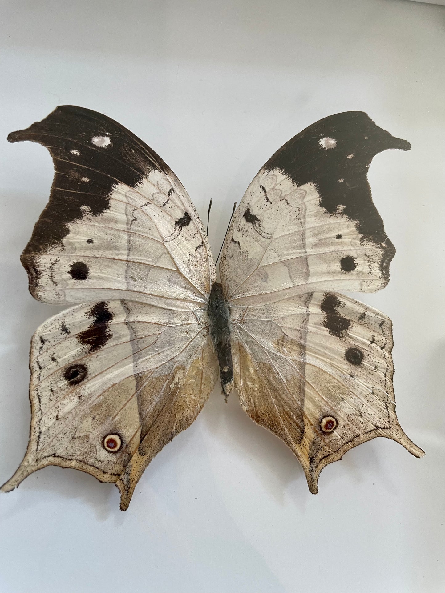 Mother of Pearl Africa