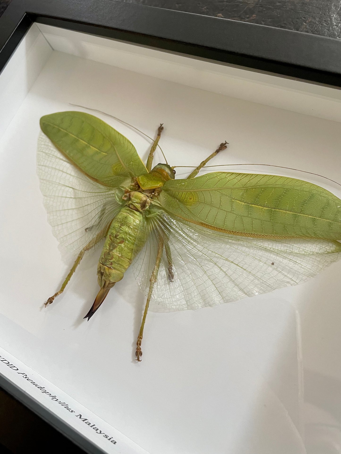 Katydid Malaysia