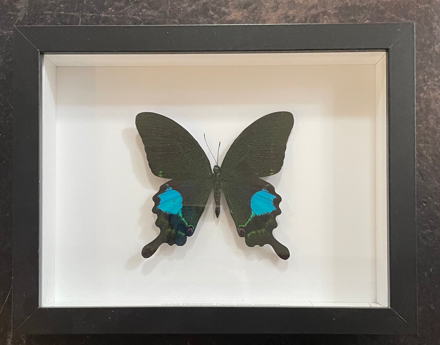 Paris Peacock Butterfly