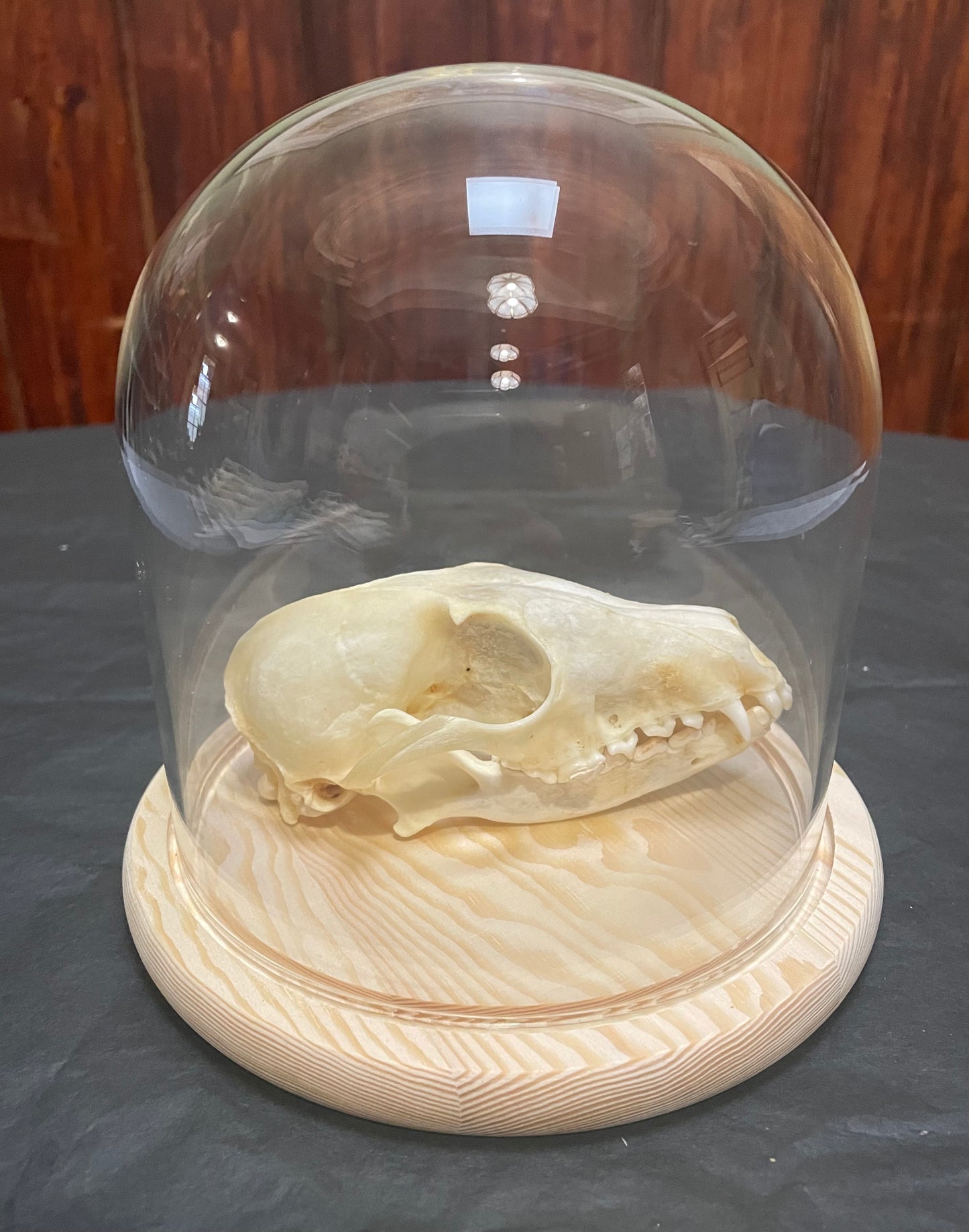 Red Fox Skull