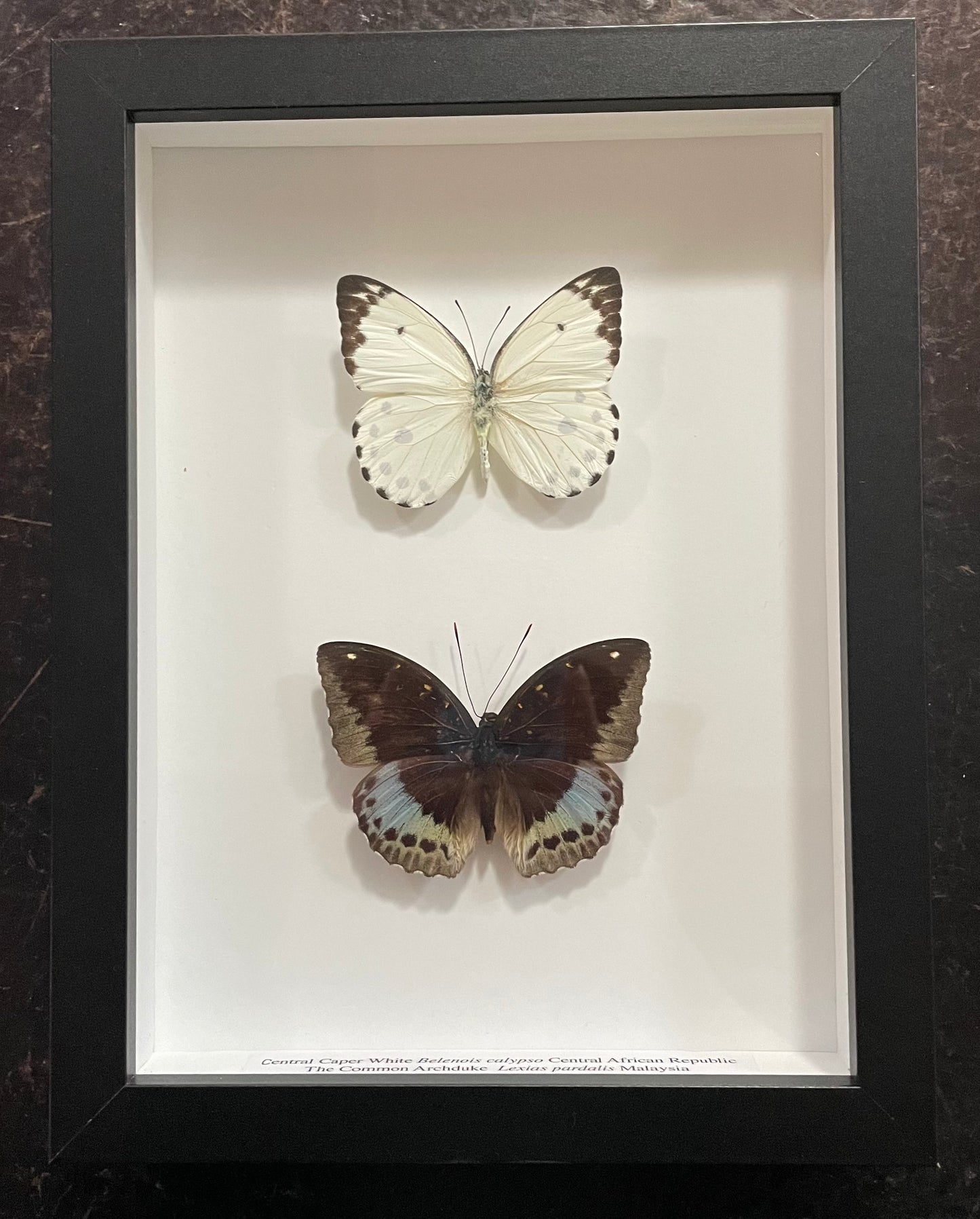 Double-butterfly frame, small